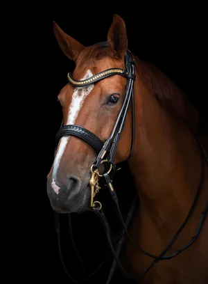 Utzon Equestrian