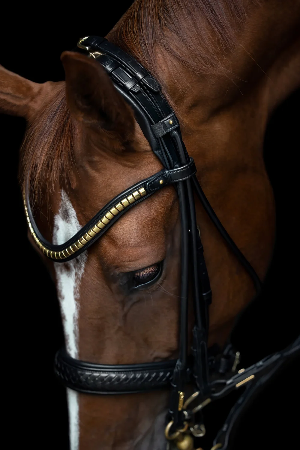 Utzon Equestrian