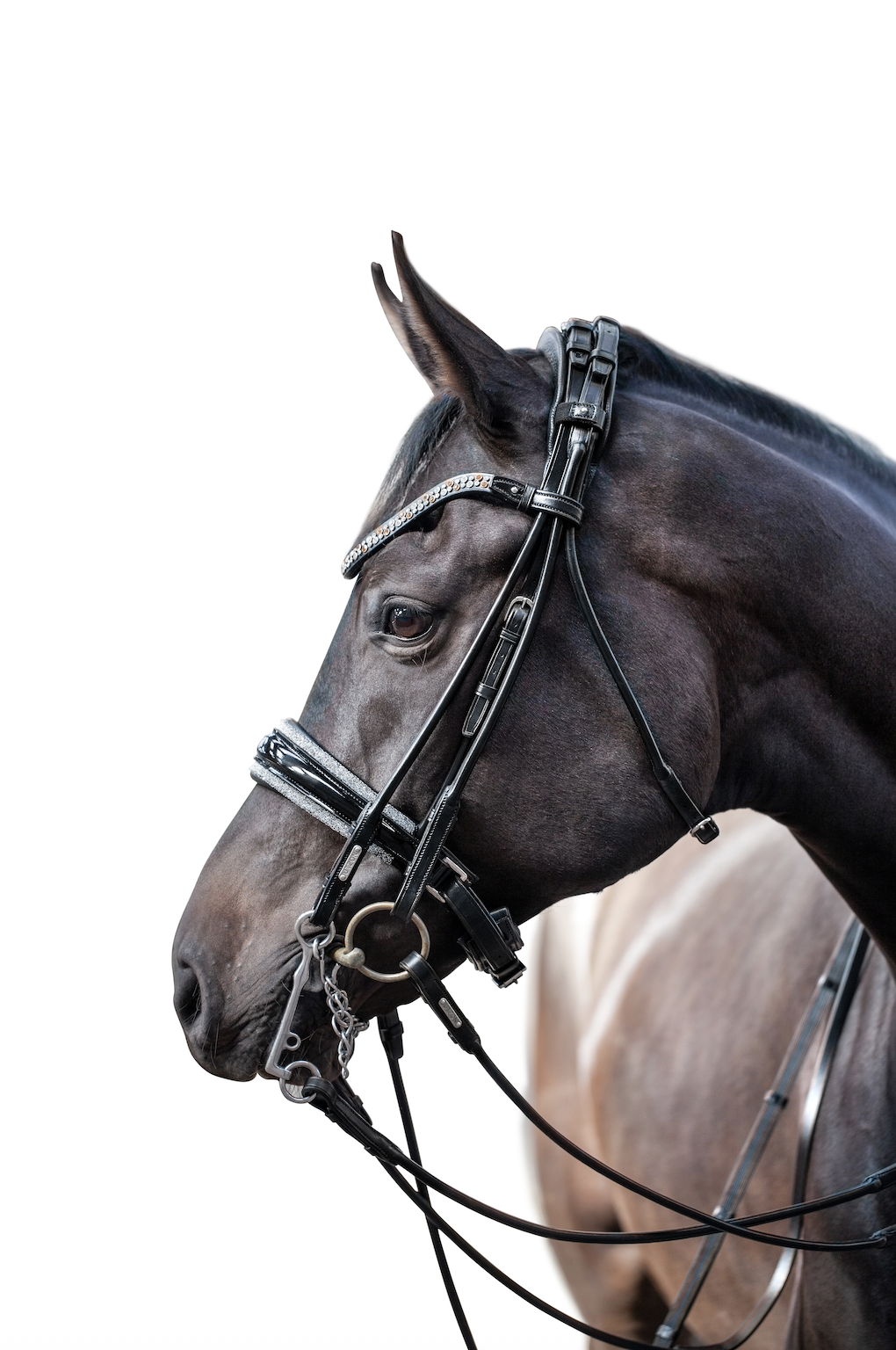 miami double bridle.png