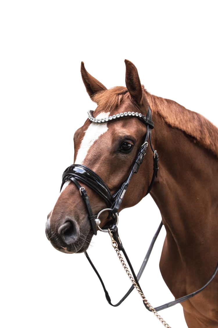 Copenhagen Bridle
