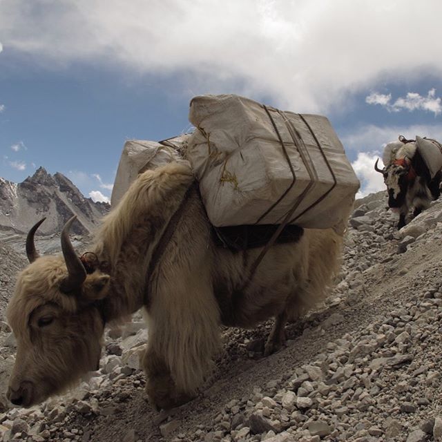 March/2012 _ Everest base Camp, Nepal 
It's still cold. In the middle of March, there are only four of us at Everest Base Camp! From far away the mighty Yak carries material for expeditions to the highest peak of the world. Wow! What a meeting of bea
