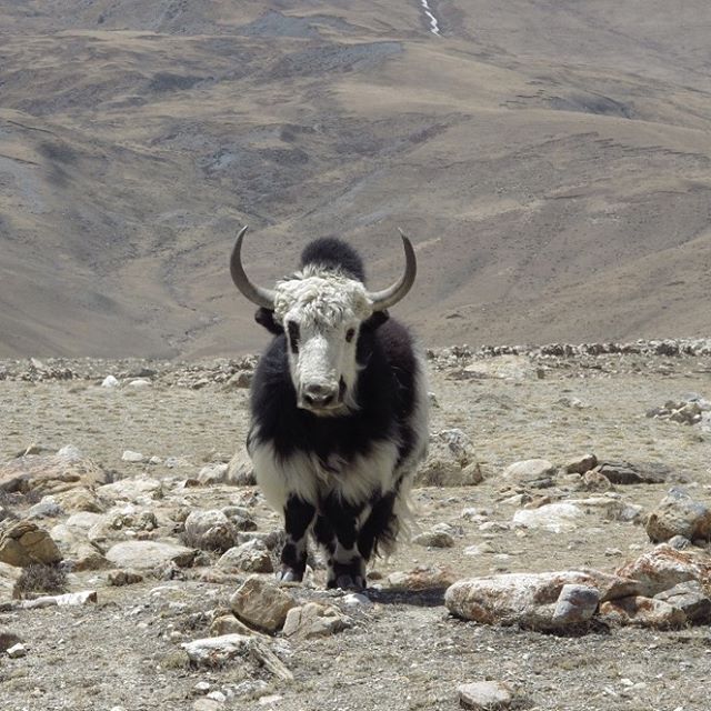 April/2012  _ Mustang District, Nepal.
In the immensity and desolate solitude of a plateau at 4000m altitude.
face to face on the same path ... we look at each other .. for long minutes .. Who will give way? .
.
.
#travel #explore #adventure #instapi