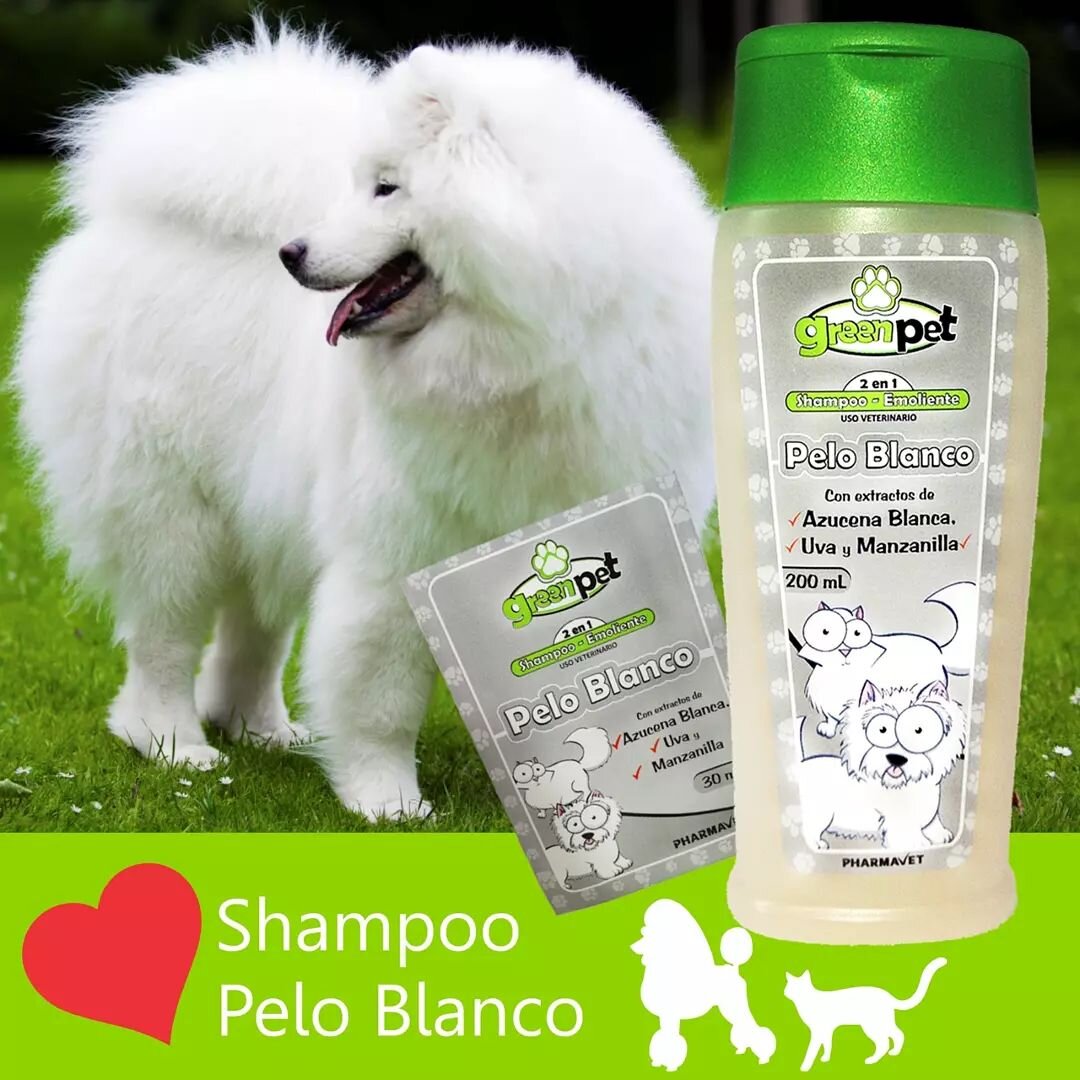 Shampoo PELO BLANCO 🇨🇴
Para 🐶 y 🐱

🧴Shampoo-Emoliente con extractos de Azucena Blanca, Uva, Manzanilla, Miel y Avena; especialmente formulado para el aseo y embellecimiento en Perros y Gatos de Pelo Blanco. 

⚪ Se recomienda usar este Shampoo en
