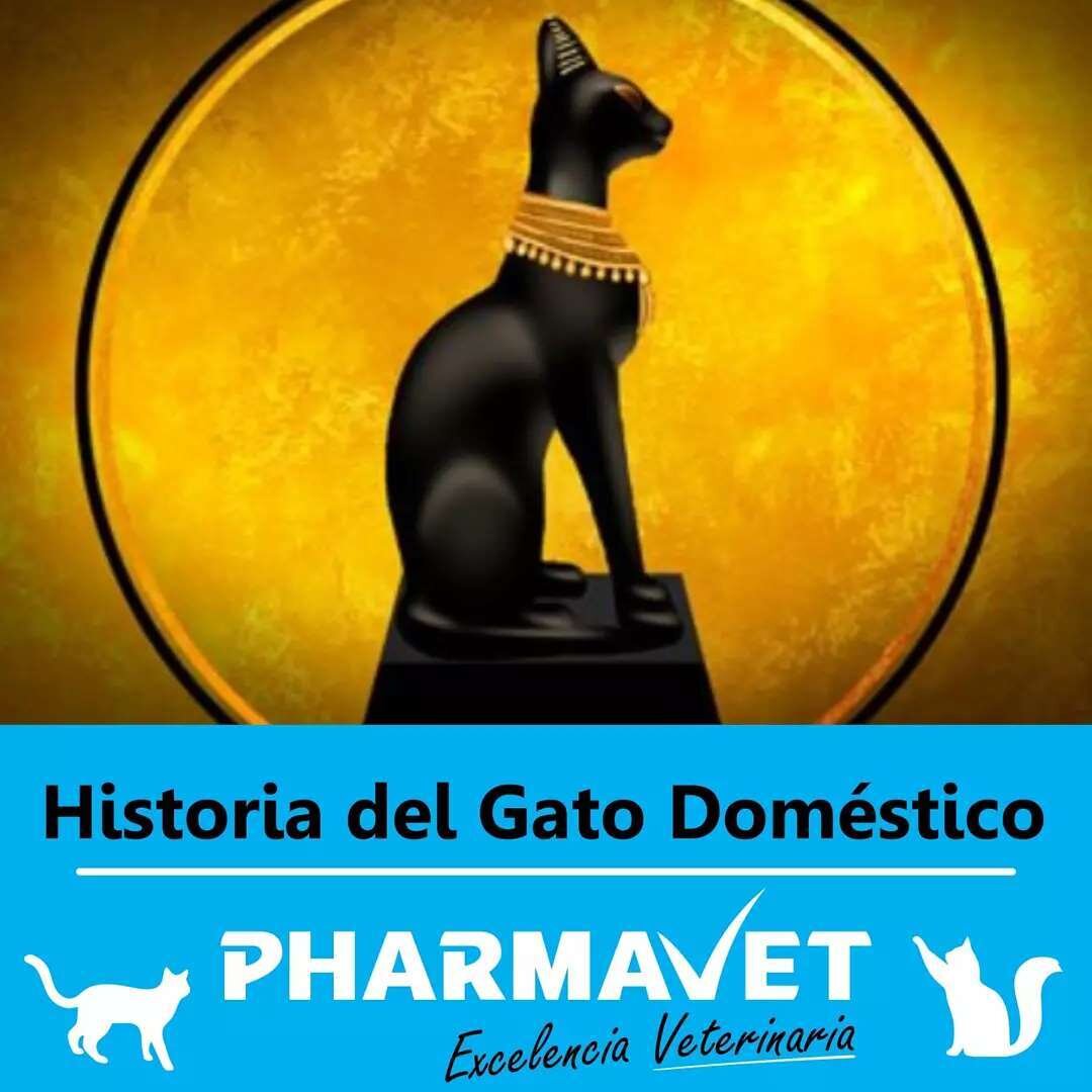 🐱Historia del Gato Dom&eacute;stico:

El gato es el &uacute;nico animal que ha elegido domesticarse. Le interes&oacute; la comodidad de vivir bajo techo y con comida asegurada, lo que explica su independencia natural. Por eso nunca se sienten subord