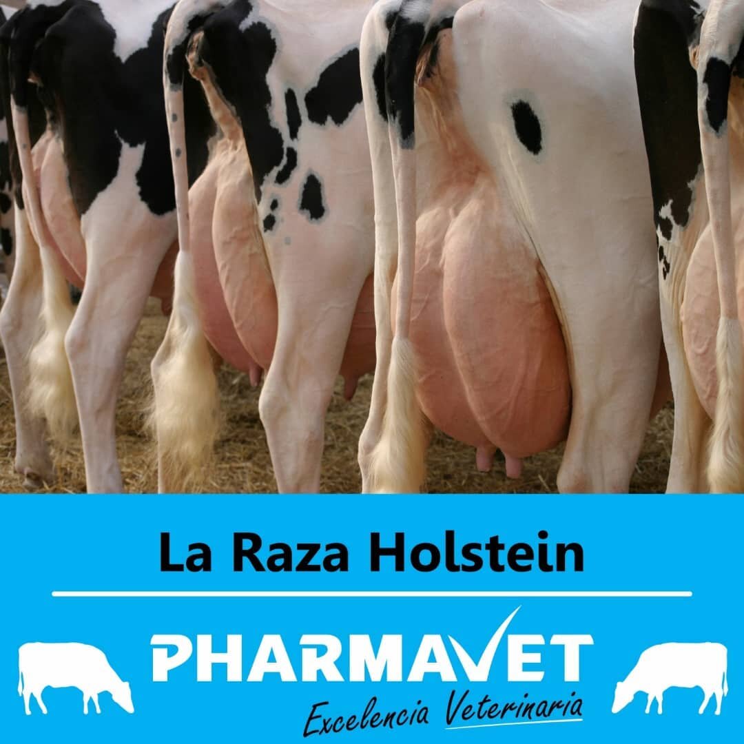 La raza HOLSTEIN 🐄: 

🤔En unos pocos a&ntilde;os antes de la iniciaci&oacute;n de la era cristiana se ubican los or&iacute;genes de la raza holstein, cuyos antecesores fueron las vacas negras de los b&aacute;varos y las blancas de los friesians, tr