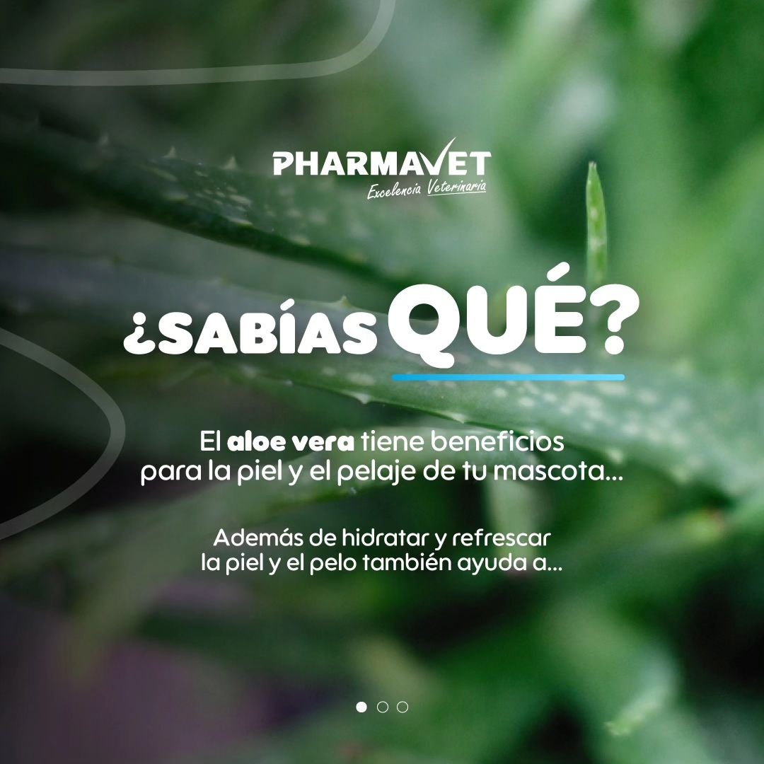 El aloe vera 🌿&iexcl;Un aliado en cada etapa de la vida de tu mascota! 

Desde cachorros con piel delicada hasta adultos con necesidades espec&iacute;ficas, nuestro splash con aloe vera les brinda los cuidados que necesitan.🫰🏻✅

Visita nuestra web