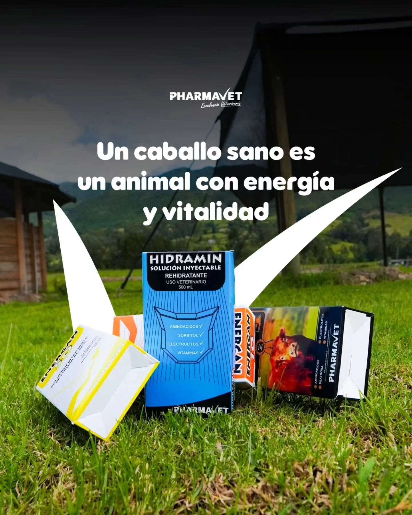 La salud y el bienestar de tus caballos comienza con el cuidado adecuado.🐴
Con nuestra línea de medicamentos especializados en rehidratación y recuperación rápida, apoyas a tus equinos en momentos de esfuerzo, entrenamie