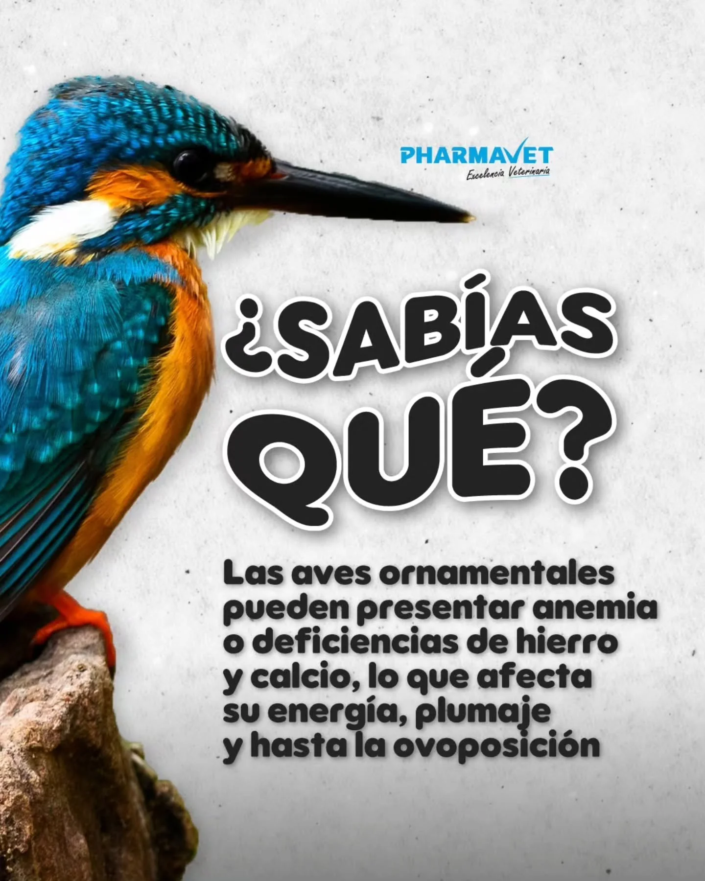La nutrición es la clave para que tus aves luzcan sanas, activas y con un plumaje radiante.
Con Ornifer y Ornivit les brindas los minerales y vitaminas que necesitan para mantener su energía y bienestar.
✔ Prevención de anemias