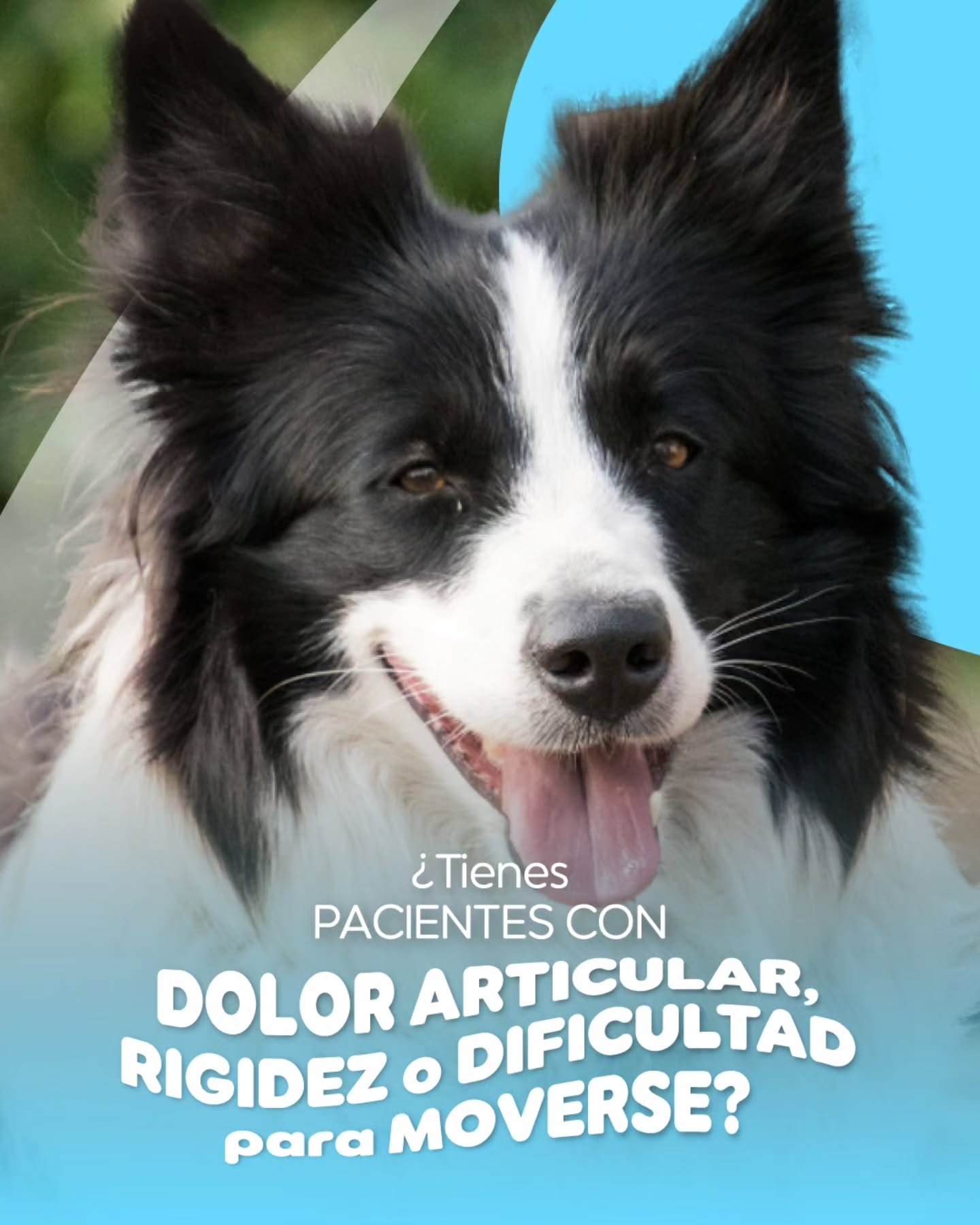 Apoya la salud articular de tus pacientes desde la consulta 🐶🦴

El movimiento es clave para su bienestar, y con Artican puedes ofrecer un soporte integral que favorece la movilidad, flexibilidad y recuperaci&oacute;n articular en cada etapa de su v