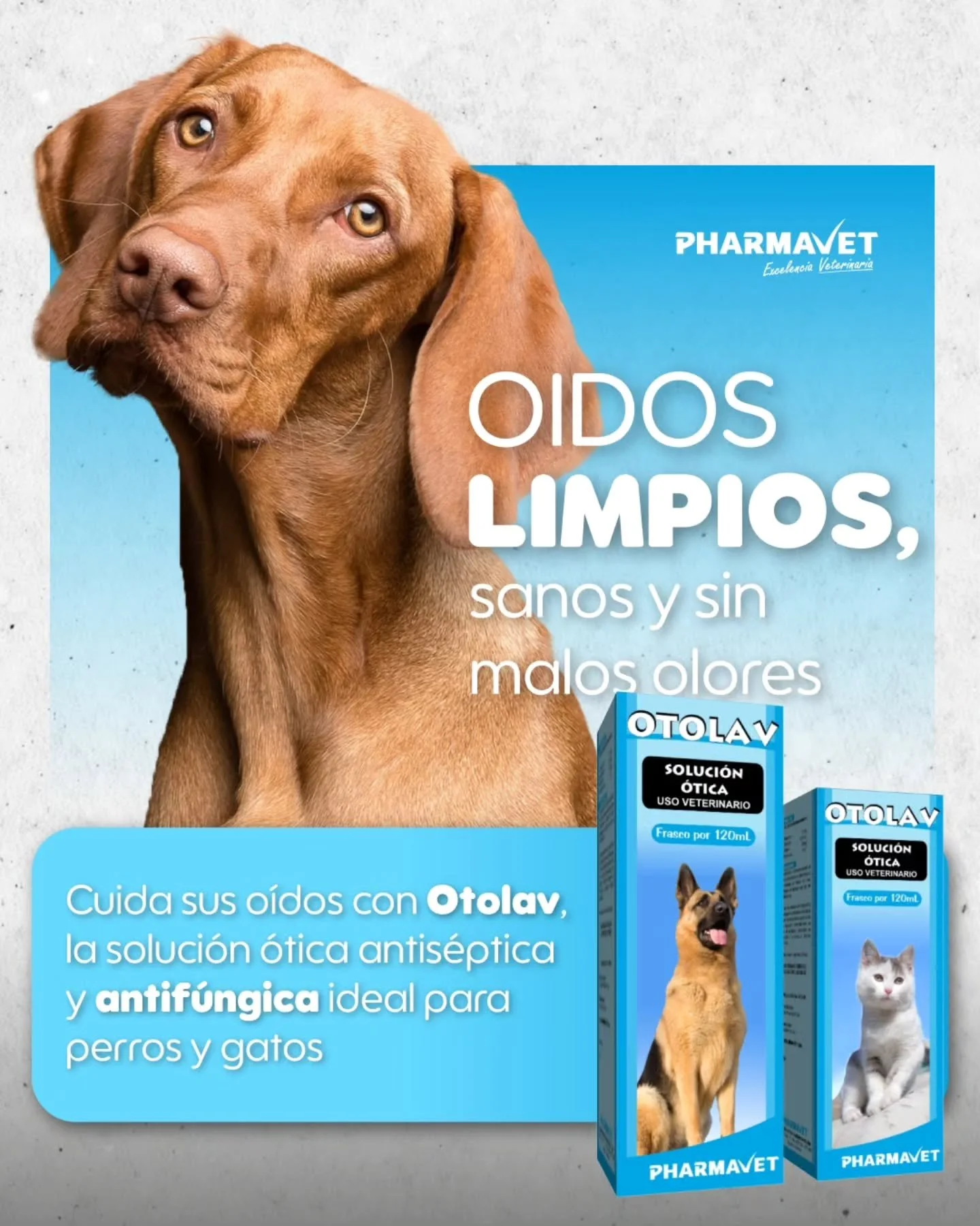 &iexcl;La limpieza de o&iacute;dos tambi&eacute;n es parte del cuidado que tu mascota merece!👂🐾 
Otolav elimina el exceso de cerumen, combate hongos y bacterias, y ayuda a mantener el canal auditivo libre de malos olores y humedad. 💧

Ideal para p
