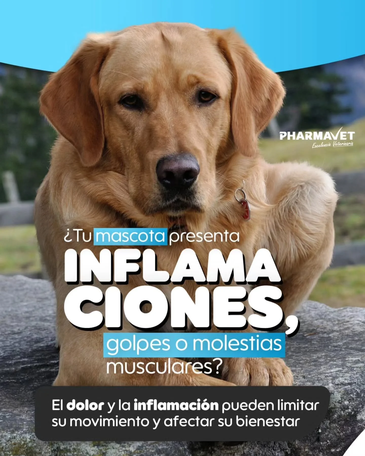 Cuando el dolor y la inflamaci&oacute;n detienen su energ&iacute;a, Zymorex devuelve el equilibrio 💪
✔️ Reduce edemas y hematomas
✔️ Favorece la recuperaci&oacute;n postoperatoria
✔️ Coadyuva en procesos cr&oacute;nicos y musculares

Aliviar su dolo