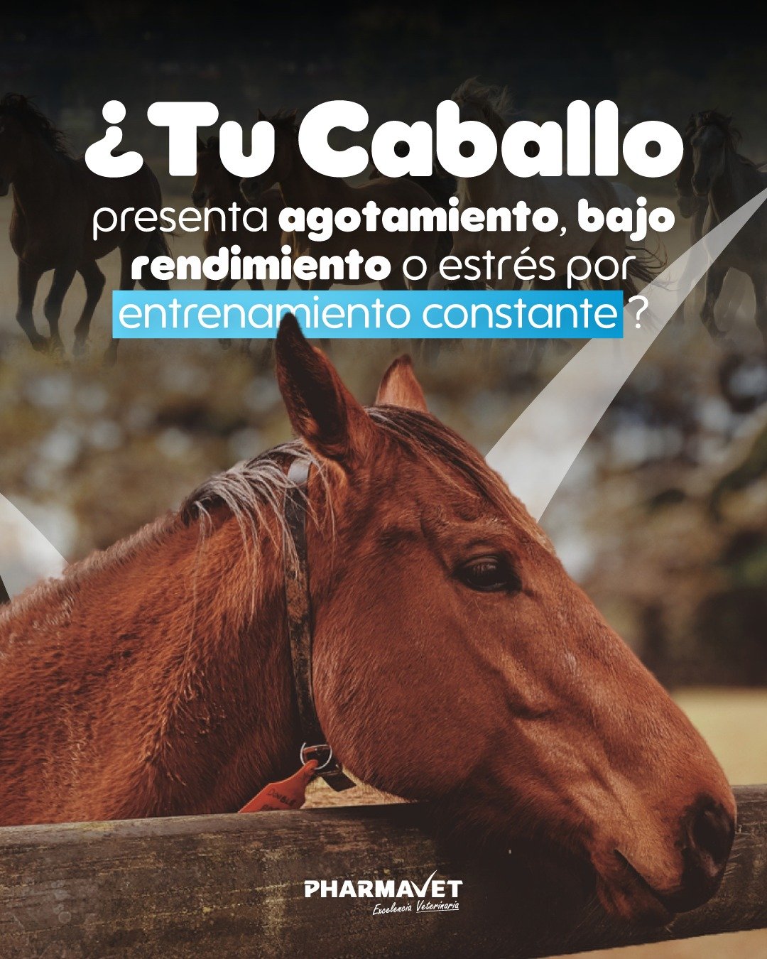 &iquest;Notas que tu caballo se agota m&aacute;s r&aacute;pido de lo normal? 🐎💨
El entrenamiento intenso, los viajes y la competencia pueden drenar su energ&iacute;a m&aacute;s de lo que parece.

Cuando aparece el cansancio, la falta de &aacute;nim