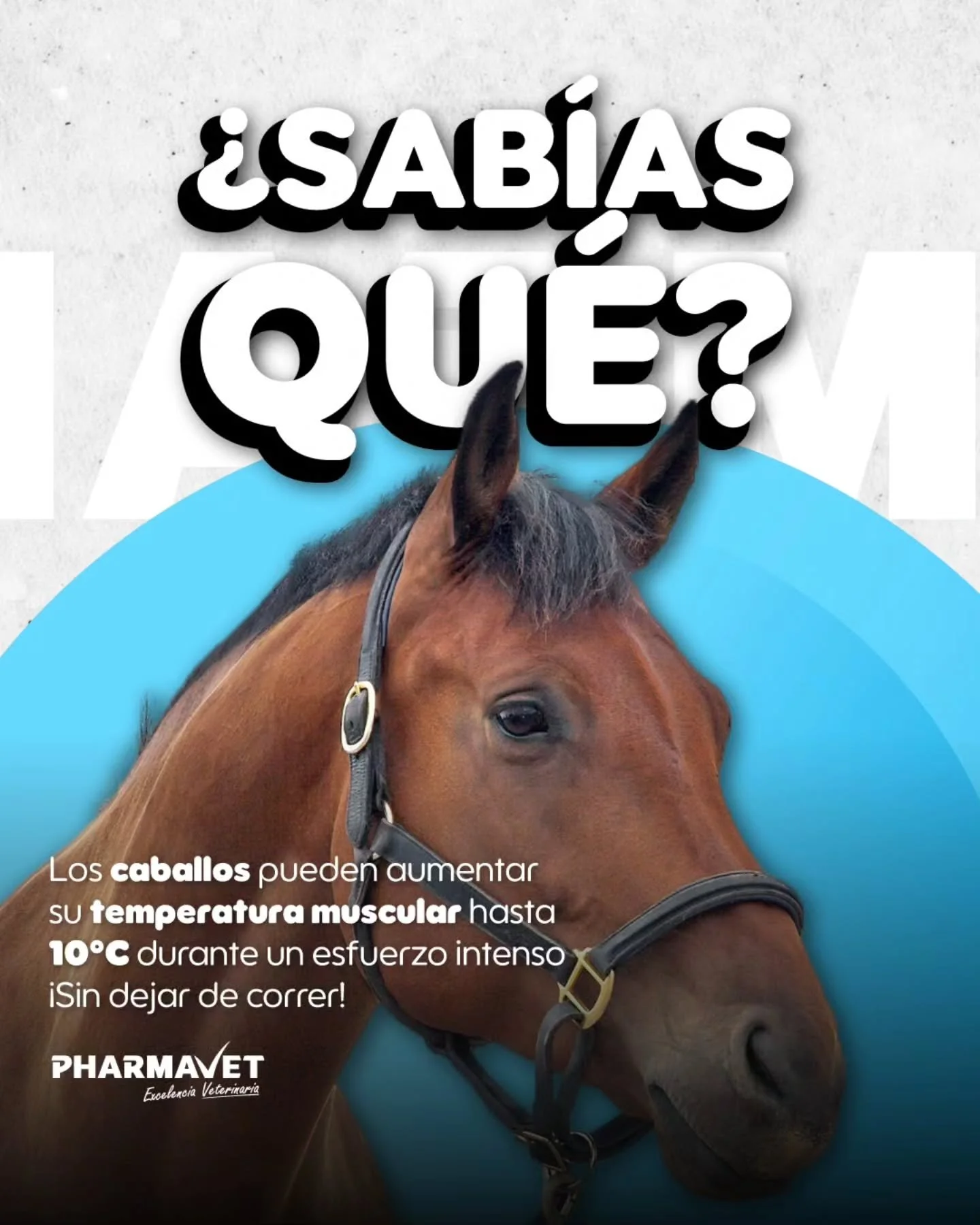 🐴 Dato curioso:
Durante entrenamientos fuertes, los m&uacute;sculos del caballo pueden calentarse tanto que funcionan casi como un &ldquo;motor&rdquo; trabajando al m&aacute;ximo.

Por eso es vital asegurar una recuperaci&oacute;n energ&eacute;tica 
