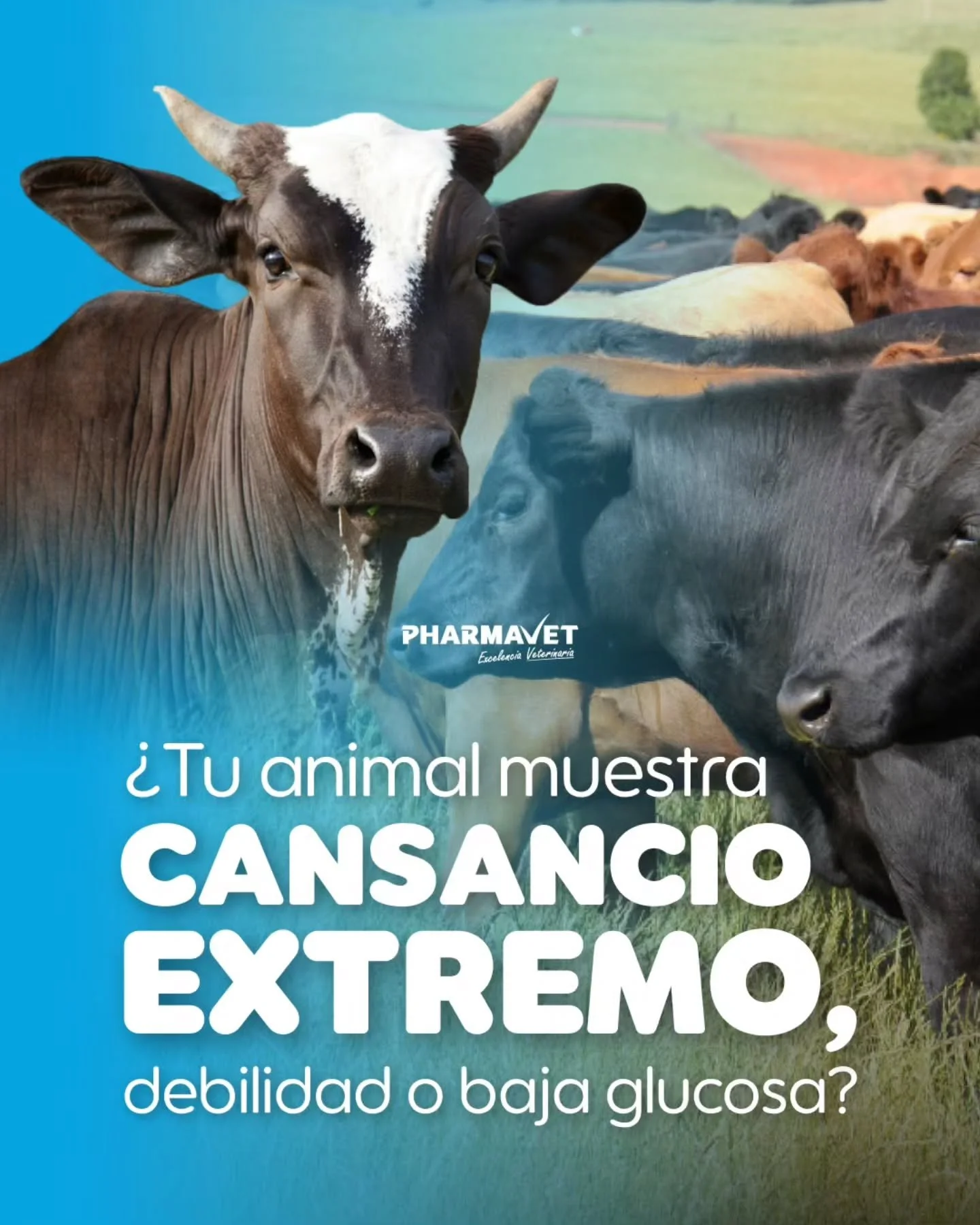 ⚡ Cuando un animal pierde energ&iacute;a, cada minuto cuenta.
Los cuadros de debilitamiento, hipoglucemia o deshidrataci&oacute;n requieren un aporte inmediato que ayude a restablecer su equilibrio.

Energan 10 y Energan 50 son soluciones de dextrosa