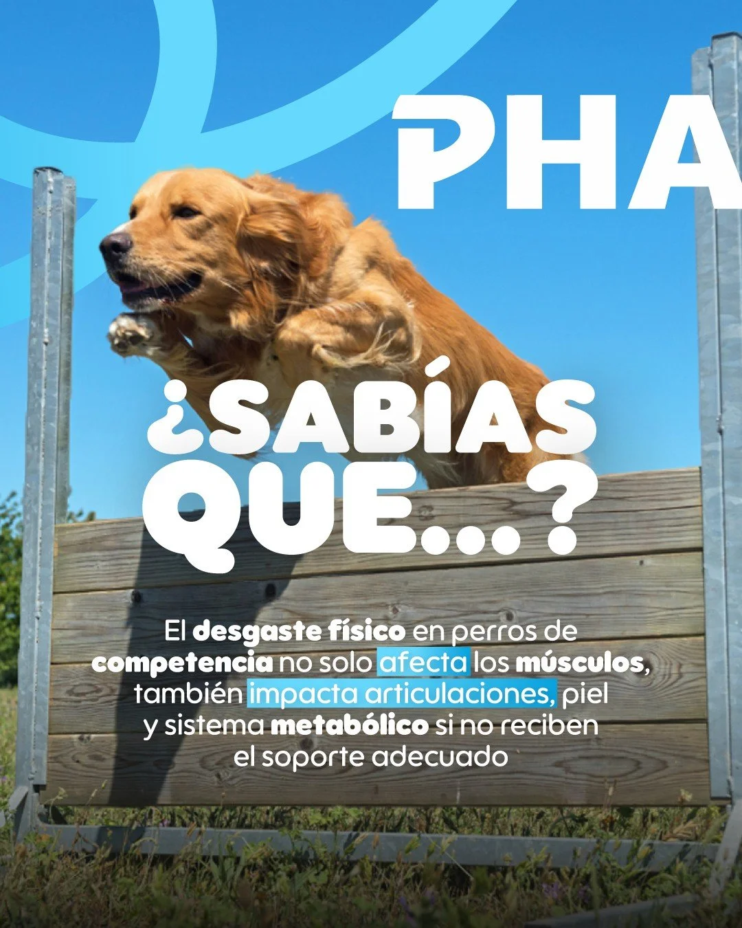 El alto rendimiento exige un cuidado integral. 🐕&zwj;🦺💥 

Los perros atletas enfrentan demandas f&iacute;sicas que van m&aacute;s all&aacute; del entrenamiento, por lo que su bienestar depende de un acompa&ntilde;amiento completo y especializado.
