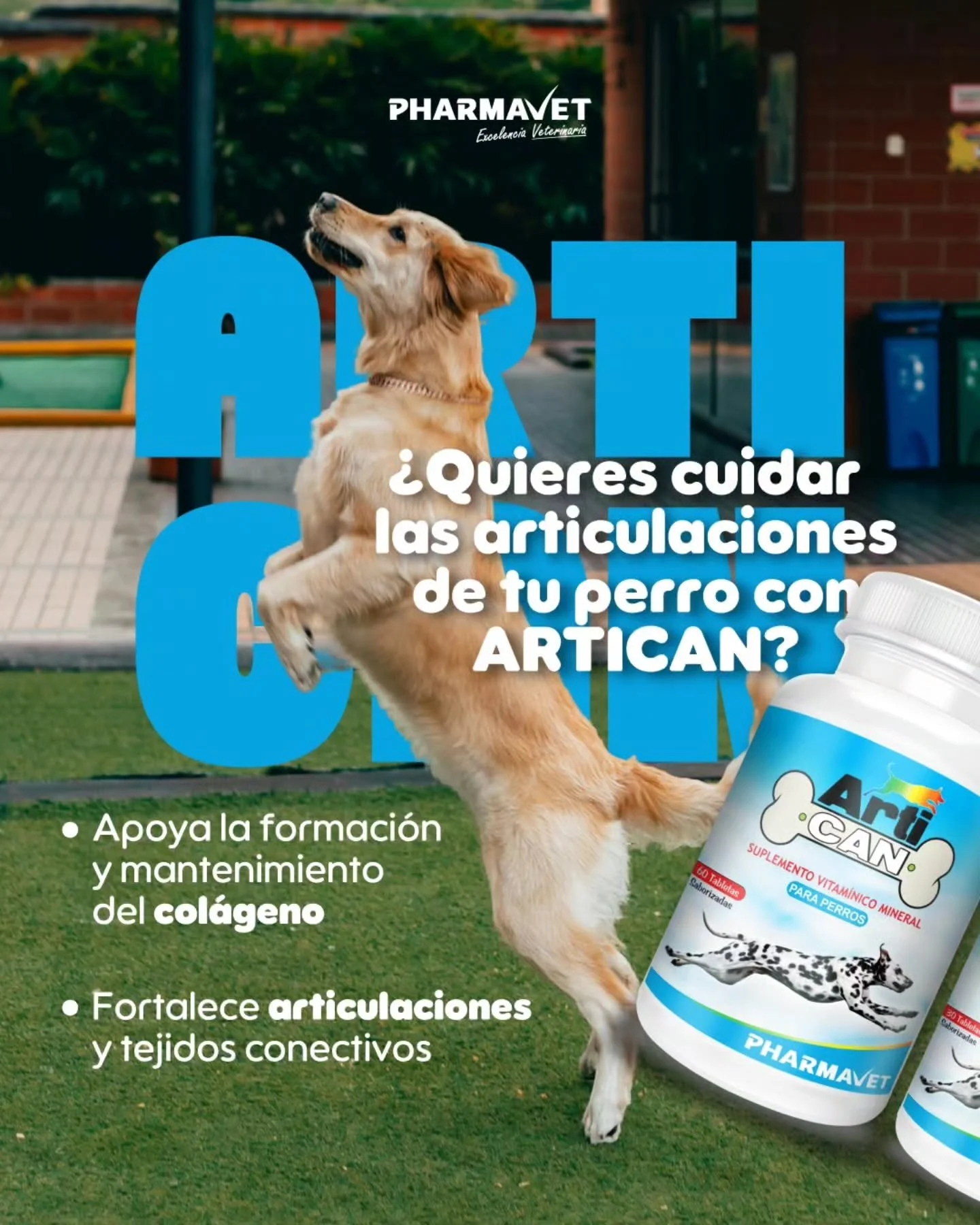 ARTICAN ayuda a mantener la movilidad y flexibilidad, apoyando la estructura articular para el bienestar diario de tu perro.🐶💚 

Especialmente recomendado para perros con rutinas exigentes o que necesitan un soporte extra con el paso del tiempo.

?