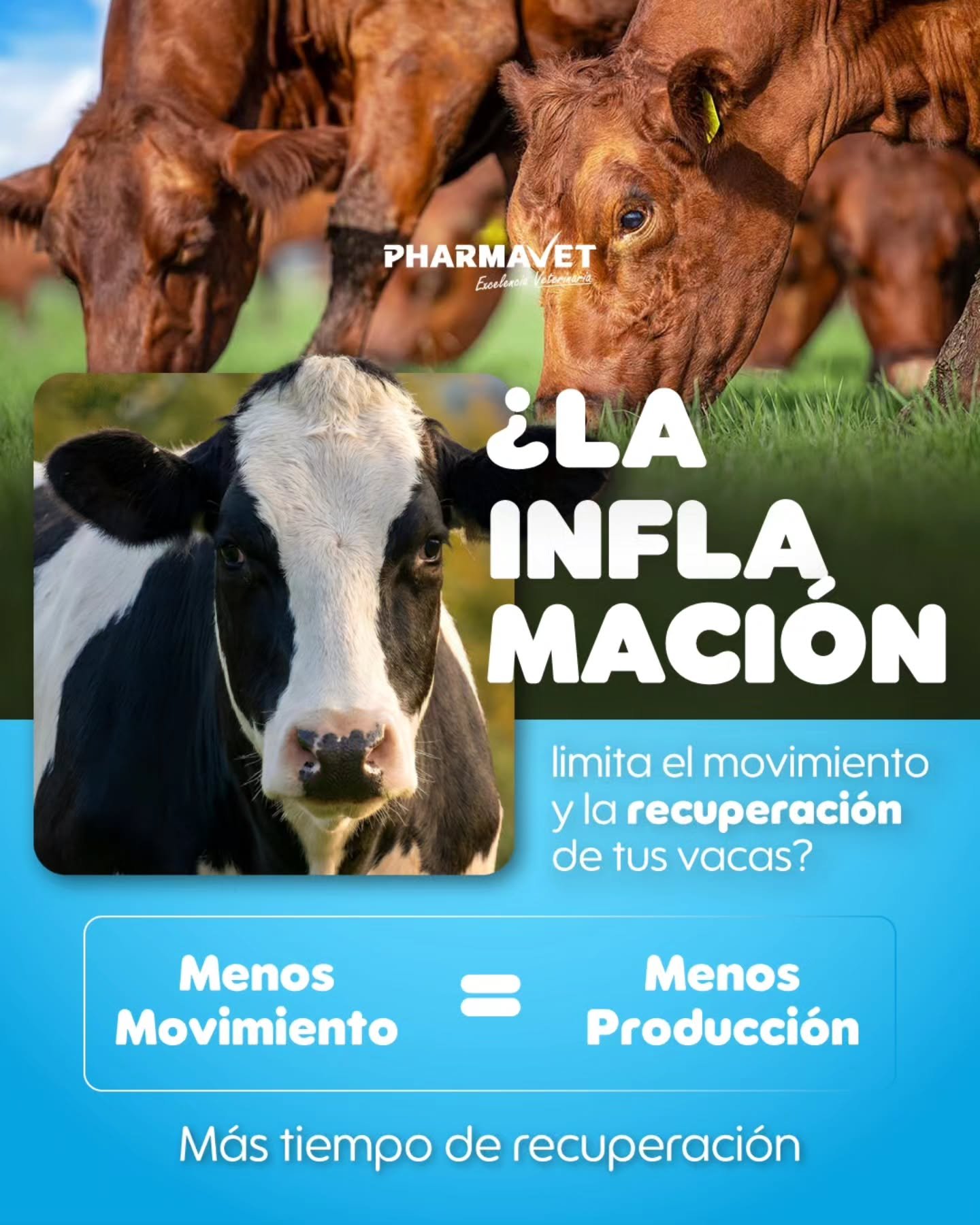 La inflamaci&oacute;n no solo causa dolor.
Tambi&eacute;n reduce el movimiento, limita el trabajo y retrasa la recuperaci&oacute;n en bovinos.

🔹 Zymorex se utiliza como apoyo en procesos inflamatorios, ayudando a mejorar el confort del animal siemp