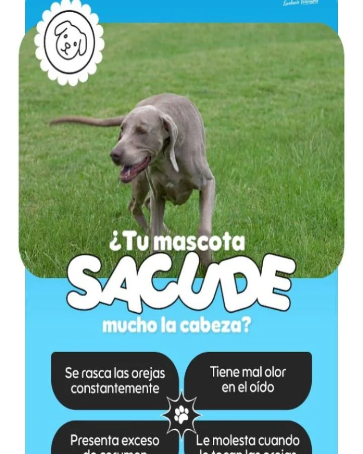 La acumulaci&oacute;n de suciedad y humedad puede provocar molestias e incluso infecciones como otitis 😣

Otolav es una soluci&oacute;n &oacute;tica con acci&oacute;n:

✔ Antis&eacute;ptica y antif&uacute;ngica

✔ Queratol&iacute;tica (ayuda a remov