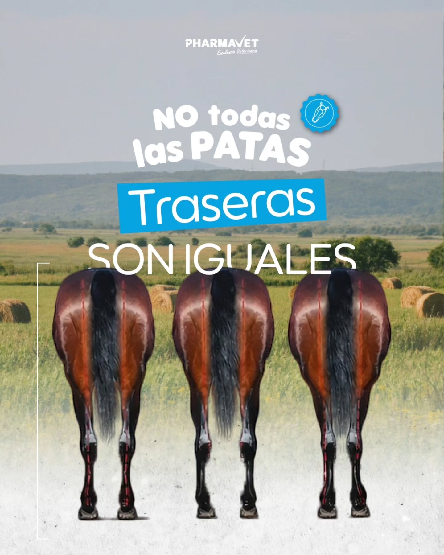 Las patas traseras no solo sostienen el peso del caballo, tambi&eacute;n determinan su equilibrio, potencia y rendimiento 🐎

Un buen aplomo puede marcar la diferencia entre un caballo duradero y uno propenso a lesiones.

Te mostramos los tipos m&aac