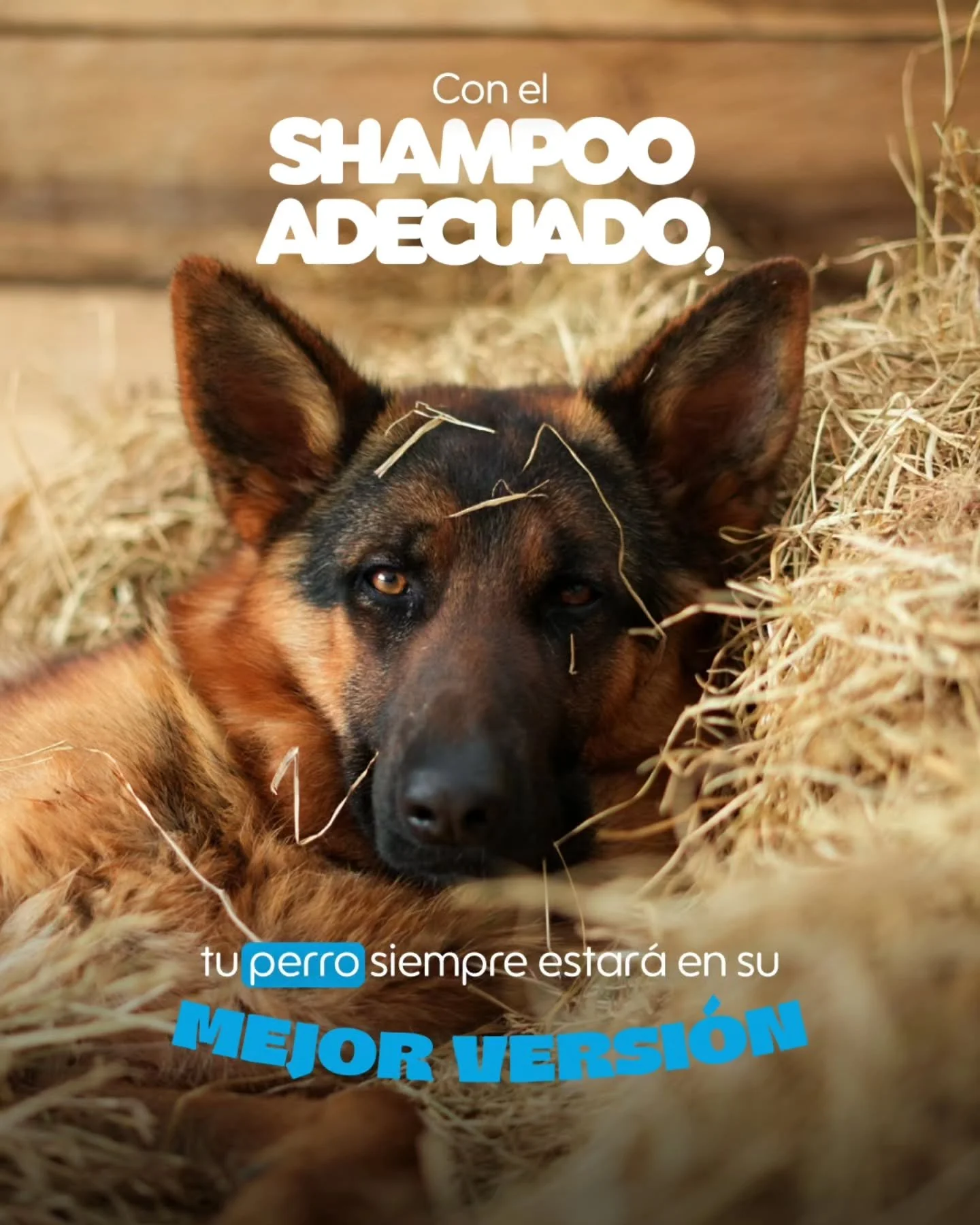 &iexcl;Dale a tu perro el pelaje que merece con el Shampoo Green Pet. 🐶❤️

Est&aacute; dise&ntilde;ado especialmente para resaltar la belleza del pelaje oscuro de tu peludo amigo. 
✅Pelo suave, hidratado y con brillo
Dale a tu compa&ntilde;ero el cu