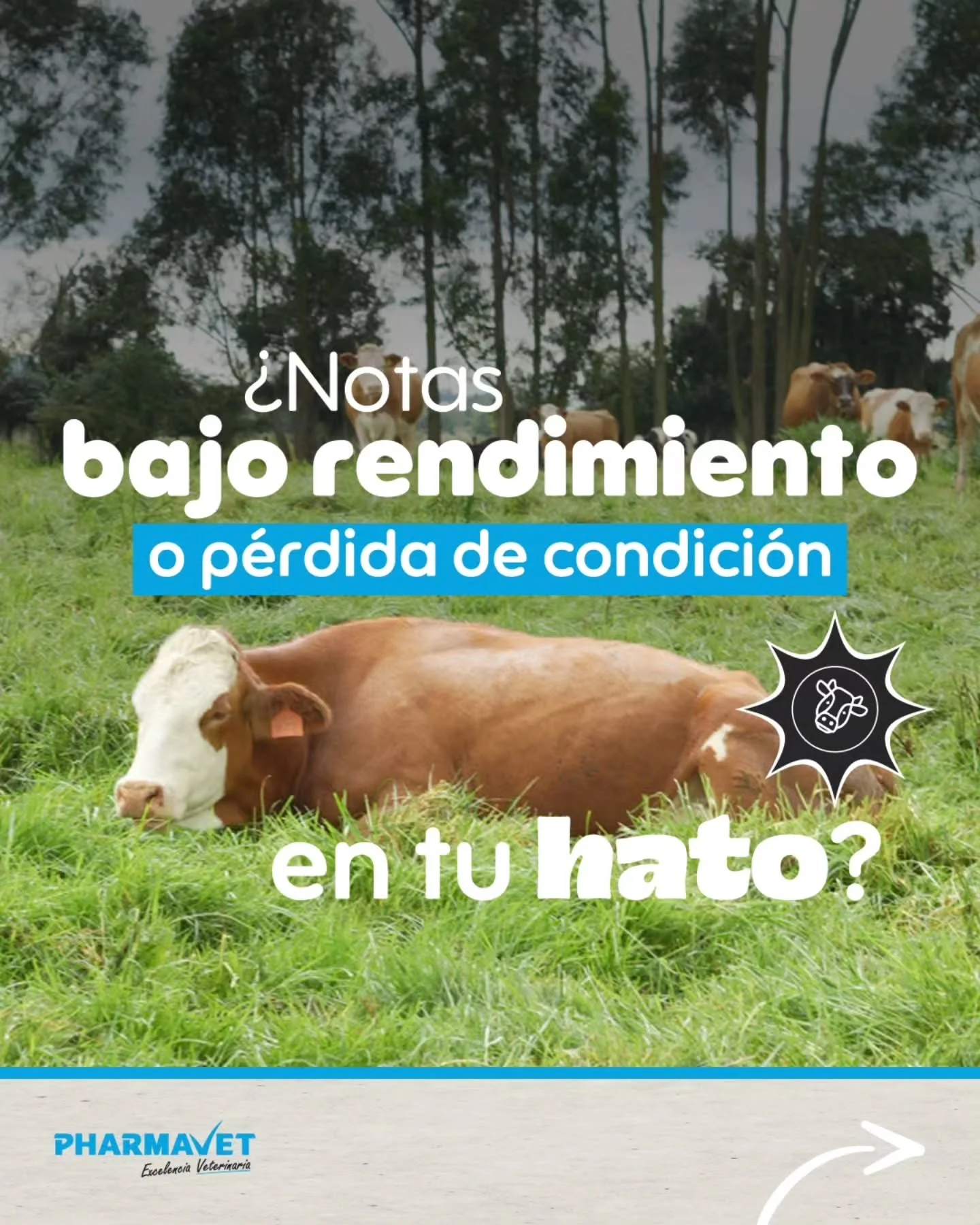 &iquest;Tu ganado est&aacute; alcanzando su verdadero potencial productivo?🐄💉

En sistemas exigentes, factores como el estr&eacute;s, las altas demandas metab&oacute;licas y una nutrici&oacute;n limitada pueden afectar la condici&oacute;n corporal,