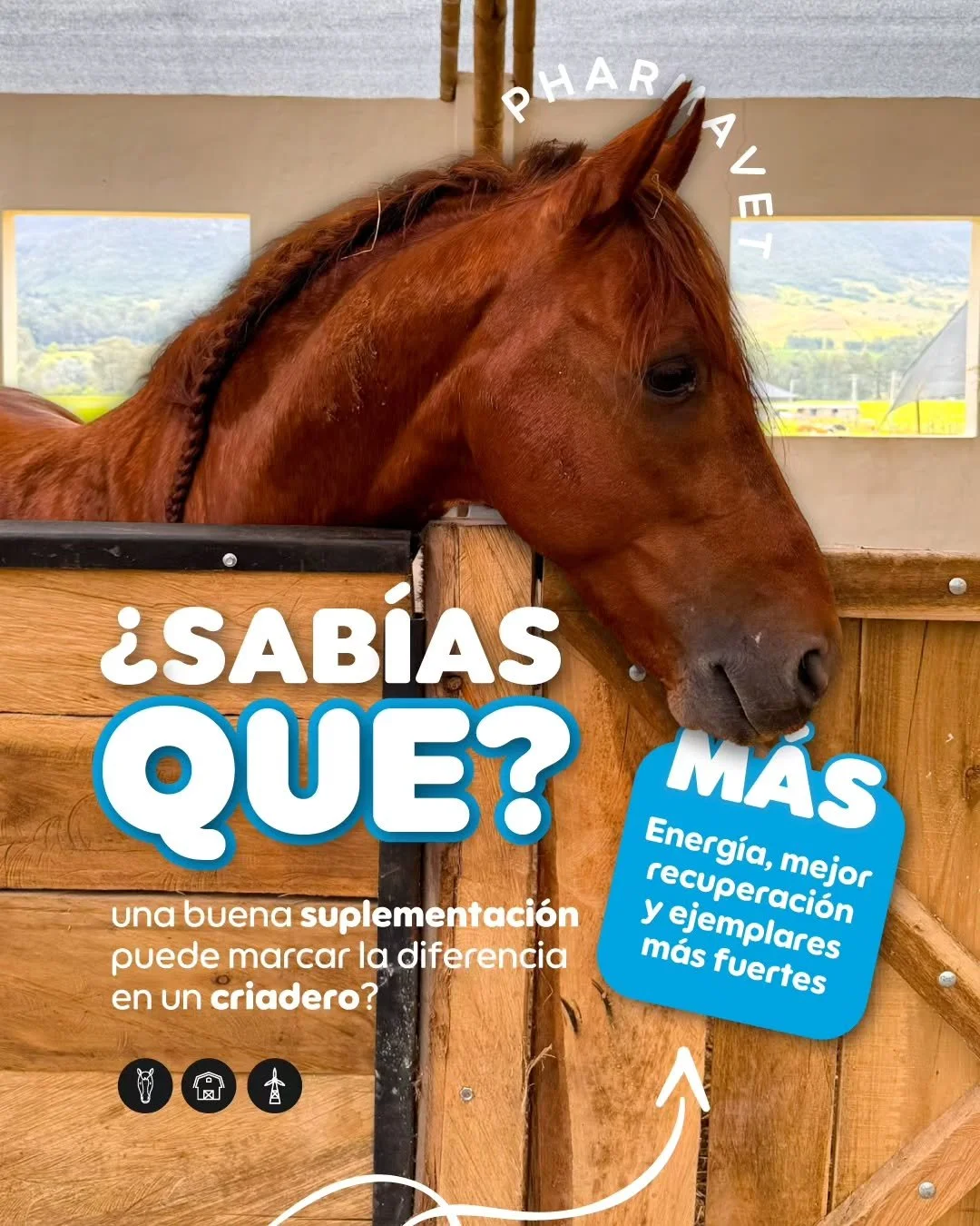 &iquest;Sab&iacute;as que el rendimiento de tu criadero tambi&eacute;n depende de la suplementaci&oacute;n y recuperaci&oacute;n de sus ejemplares?

Animales con el soporte adecuado pueden mantenerse m&aacute;s activos, fuertes y preparados. ⚡

En Ph
