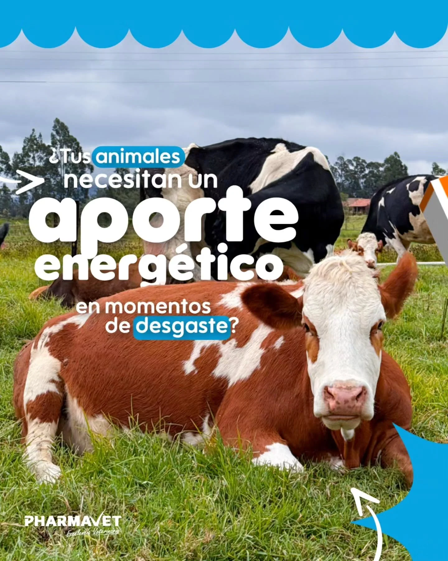 ENERGAN 10 es una soluci&oacute;n de dextrosa al 10% ideal para apoyar animales de producci&oacute;n en etapas de alta exigencia, recuperaci&oacute;n o d&eacute;ficit energ&eacute;tico. ⚡🐄 
M&aacute;s respaldo, m&aacute;s rendimiento, m&aacute;s bie