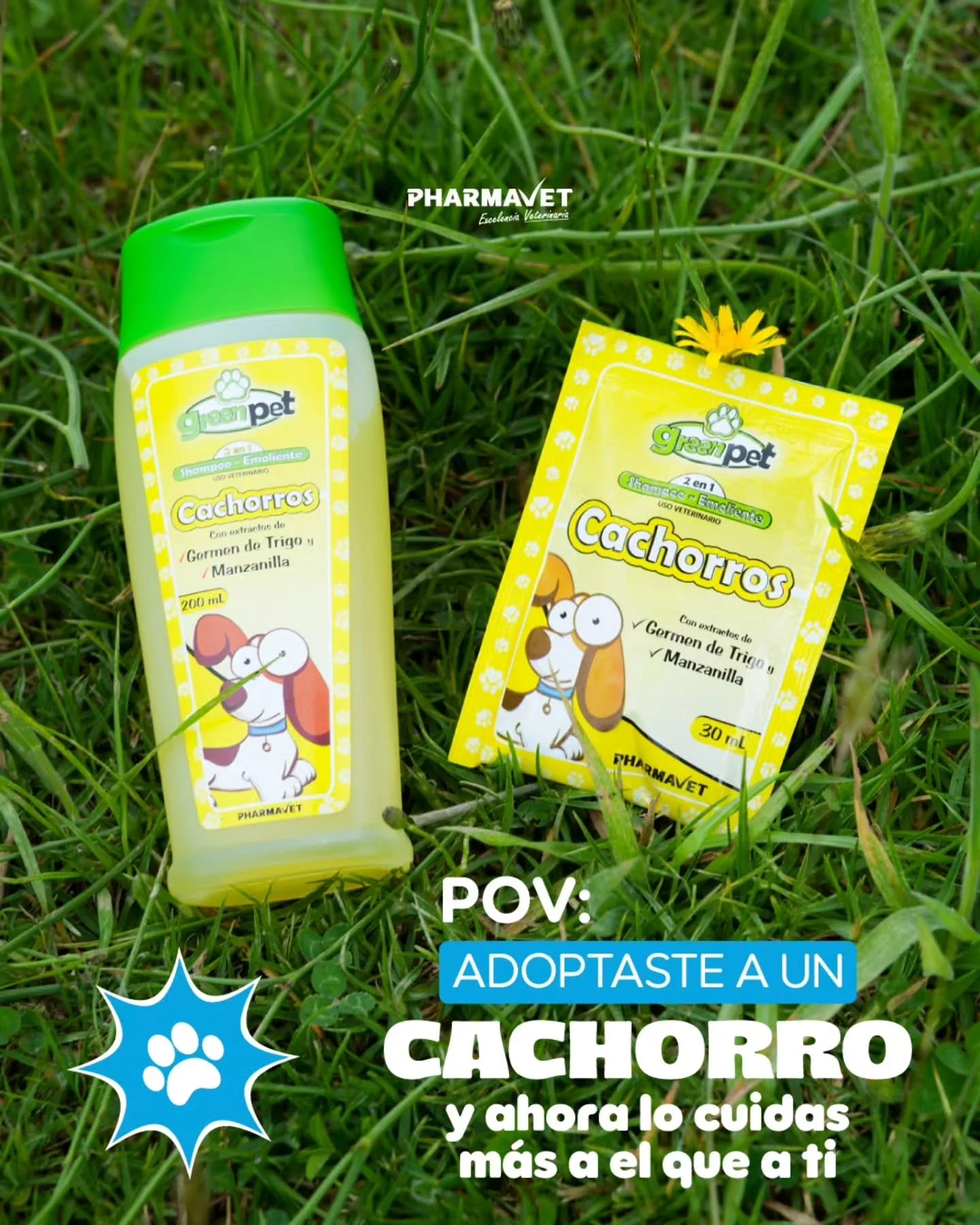 Tu cachorro no necesita &ldquo;un shampoo cualquiera&rdquo; 🐶
Su piel y su pelito son m&aacute;s delicados, por eso Green Pet Cachorros combina germen de trigo y manzanilla para ayudar a cuidarlo mientras huele delicioso 💛
Cuando llega un cachorro 