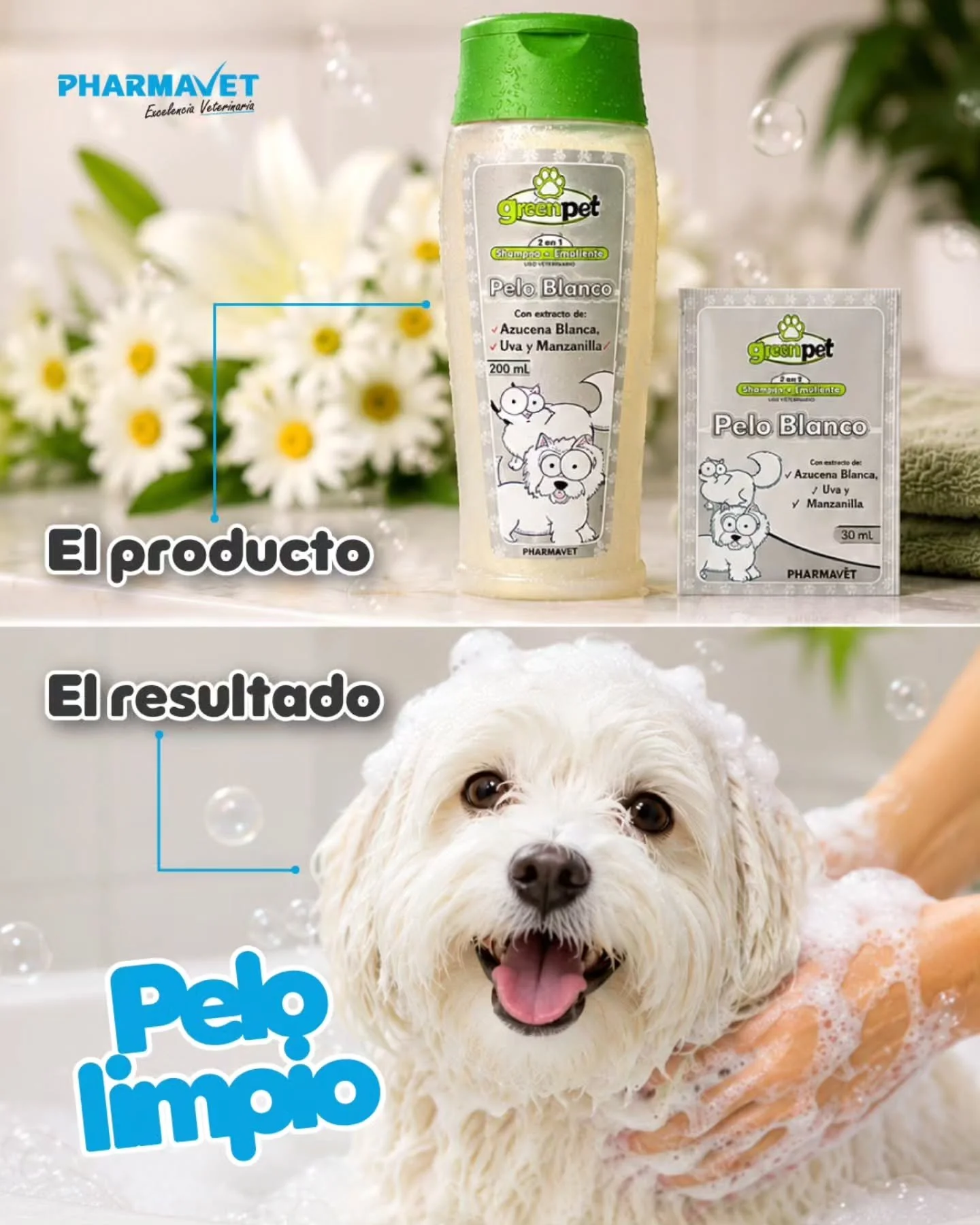 Un ba&ntilde;o no solo limpia, tambi&eacute;n protege. 🐶🛁 
Con GreenPet Pelo Blanco ayudas a mantener un pelaje m&aacute;s brillante y cuidado, mientras conviertes la hora del ba&ntilde;o en una experiencia refrescante para tu mascota. 💦
&iquest;T