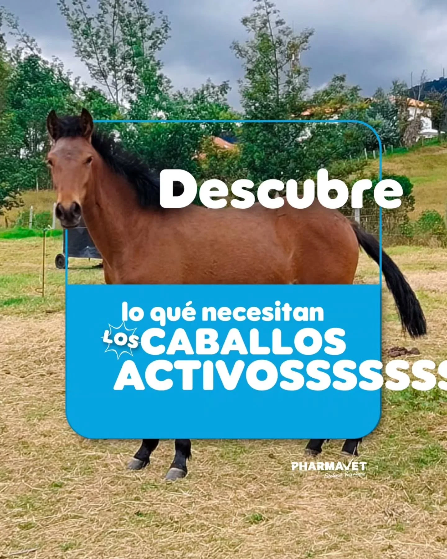 No todos los caballos tienen el mismo nivel de actividad. Empieza a apoyar su rendimiento con la suplementaci&oacute;n adecuada y de calidad que ofrece Imperator Energy. 🐕
Ingresa en el link de la BIO📱
#ImperatorEnergy  #Caballos  #SaludAnimal #Vet