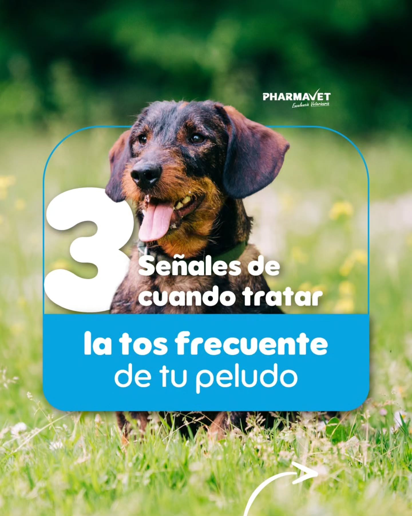 La tos puede ser una se&ntilde;al de que algo no est&aacute; bien.🚩 
Prestar atenci&oacute;n a tiempo y apoyar con Tusivet permite identificar la causa y brindar el manejo adecuado. 
Env&iacute;anos un DM para m&aacute;s info. 🤳
#Pharmavet #Tusivet