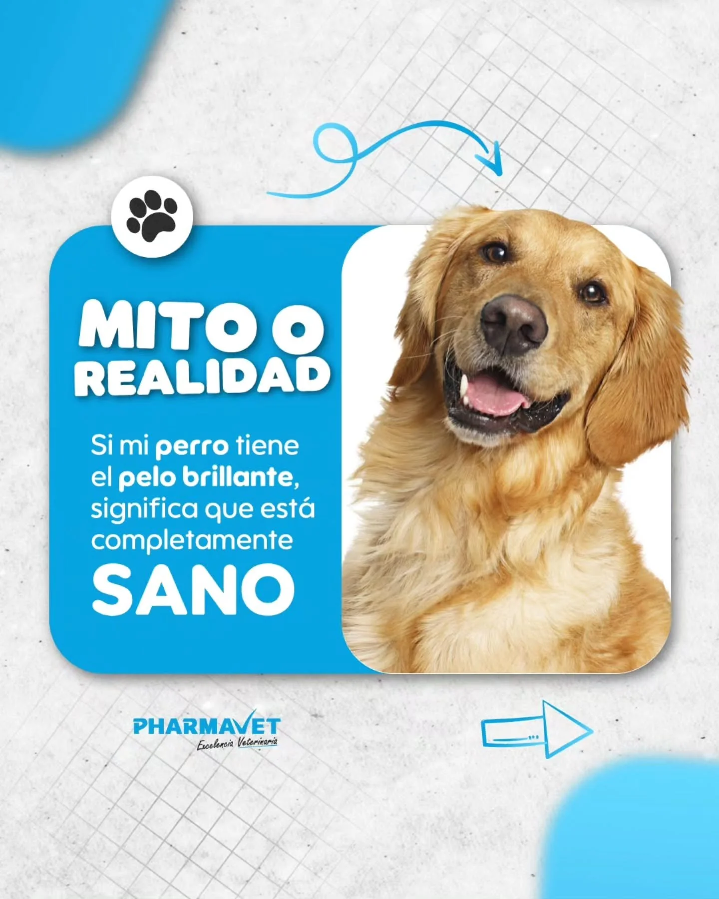 &iquest;Un pelaje brillante significa que tu mascota est&aacute; completamente sana? 🤔✨

Aunque un pelo sano es una buena se&ntilde;al, no siempre refleja su estado de salud integral.

La nutrici&oacute;n, la movilidad, el sistema inmune y otros fac