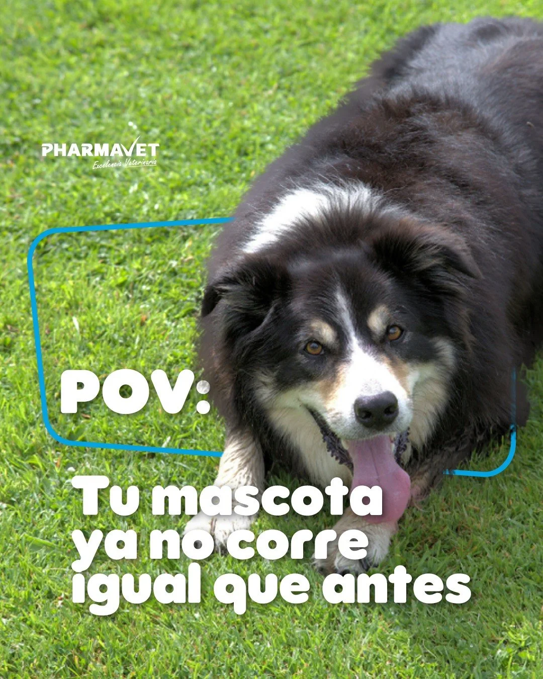 &iquest;Tu mascota sigue el mismo ritmo de antes? 🐶

Con los a&ntilde;os, el movimiento puede cambiar y prestar atenci&oacute;n a esos peque&ntilde;os cambios es importante.

Artican aporta nutrientes relacionados con el mantenimiento de las articul