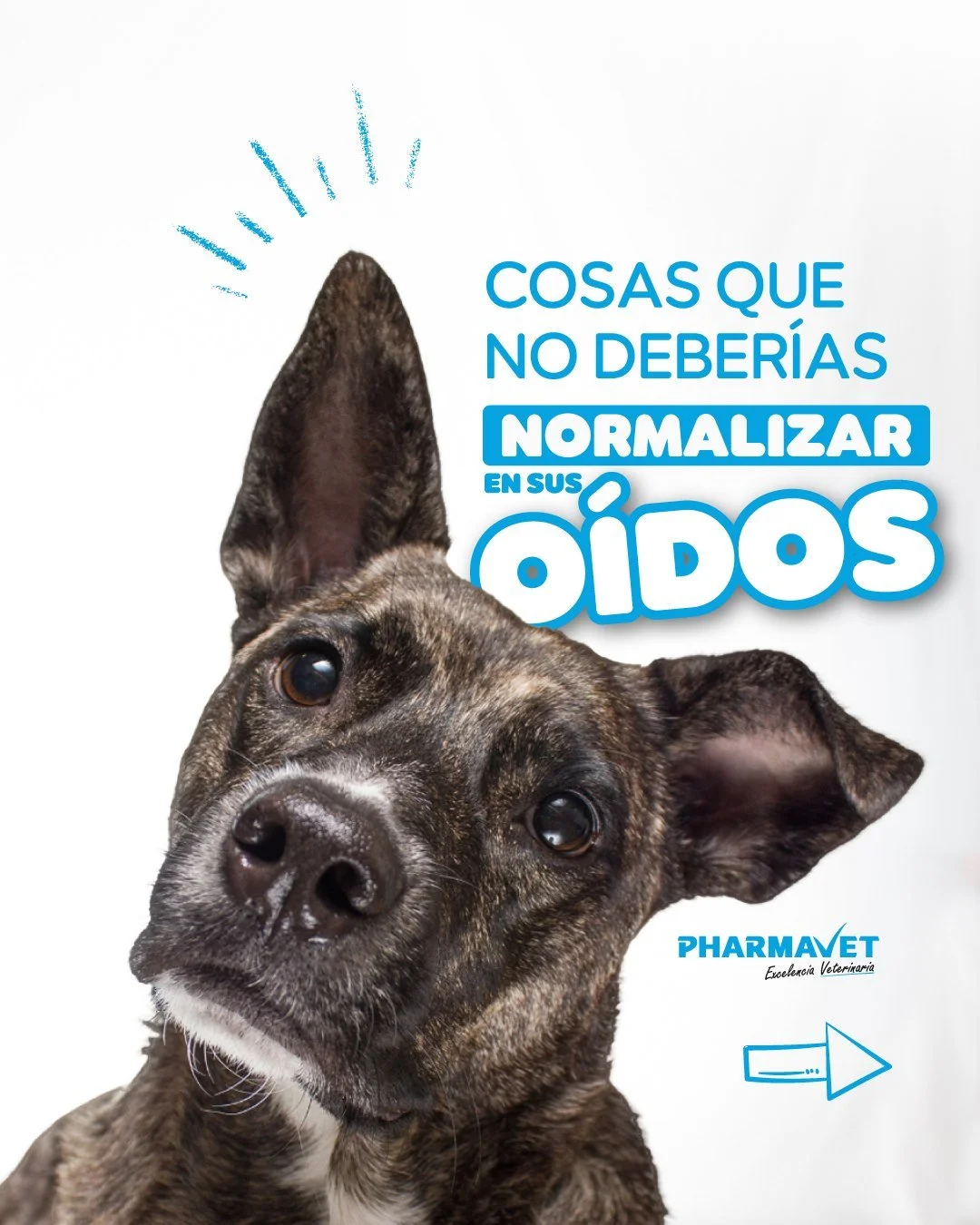 Hay cuidados que solemos pasar por alto&hellip; hasta que aparece un problema. 👂🐶

La higiene de los o&iacute;dos es uno de ellos. Otolav est&aacute; formulado para la limpieza e higiene del conducto auditivo externo en perros y gatos.

🧴 Incorp&o
