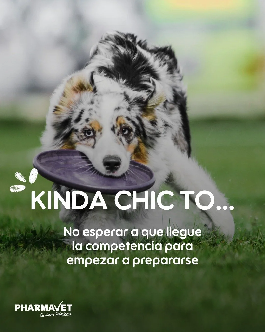 Kinda chic? Prepararse antes de que llegue el momento. ⚡🐴

Imperator Energy acompa&ntilde;a la preparaci&oacute;n nutricional de animales de alto desempe&ntilde;o.

&iquest;Tu atleta ya est&aacute; listo?

#PharmavetLaboratorios #ImperatorEnergy #Al