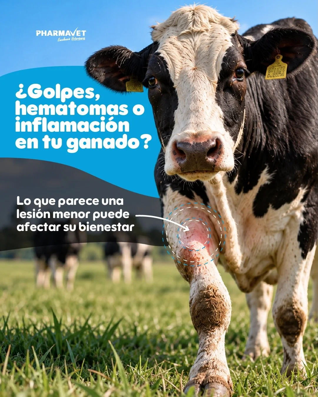 ZYMOREX es un antiinflamatorio de origen enzim&aacute;tico, formulado con tripsina y quimotripsina, que ayuda en el tratamiento de procesos inflamatorios agudos y cr&oacute;nicos.

✅ Apoya la reducci&oacute;n de la inflamaci&oacute;n y el edema.
✅ Ac