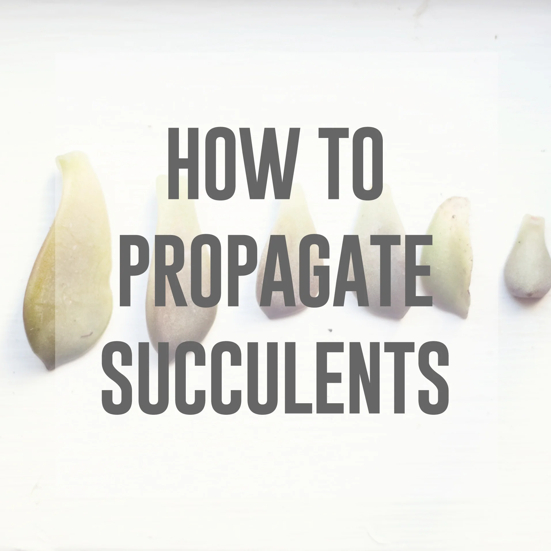How to propagate succulents