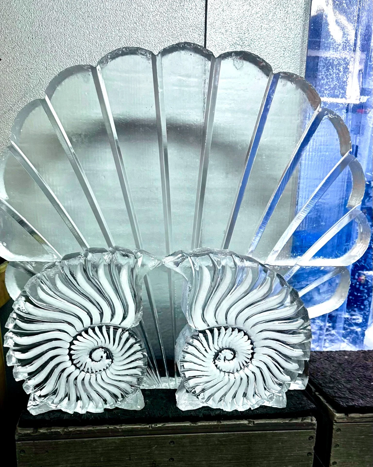 091826-scallop-shell-ammonite-shell-image.jpg