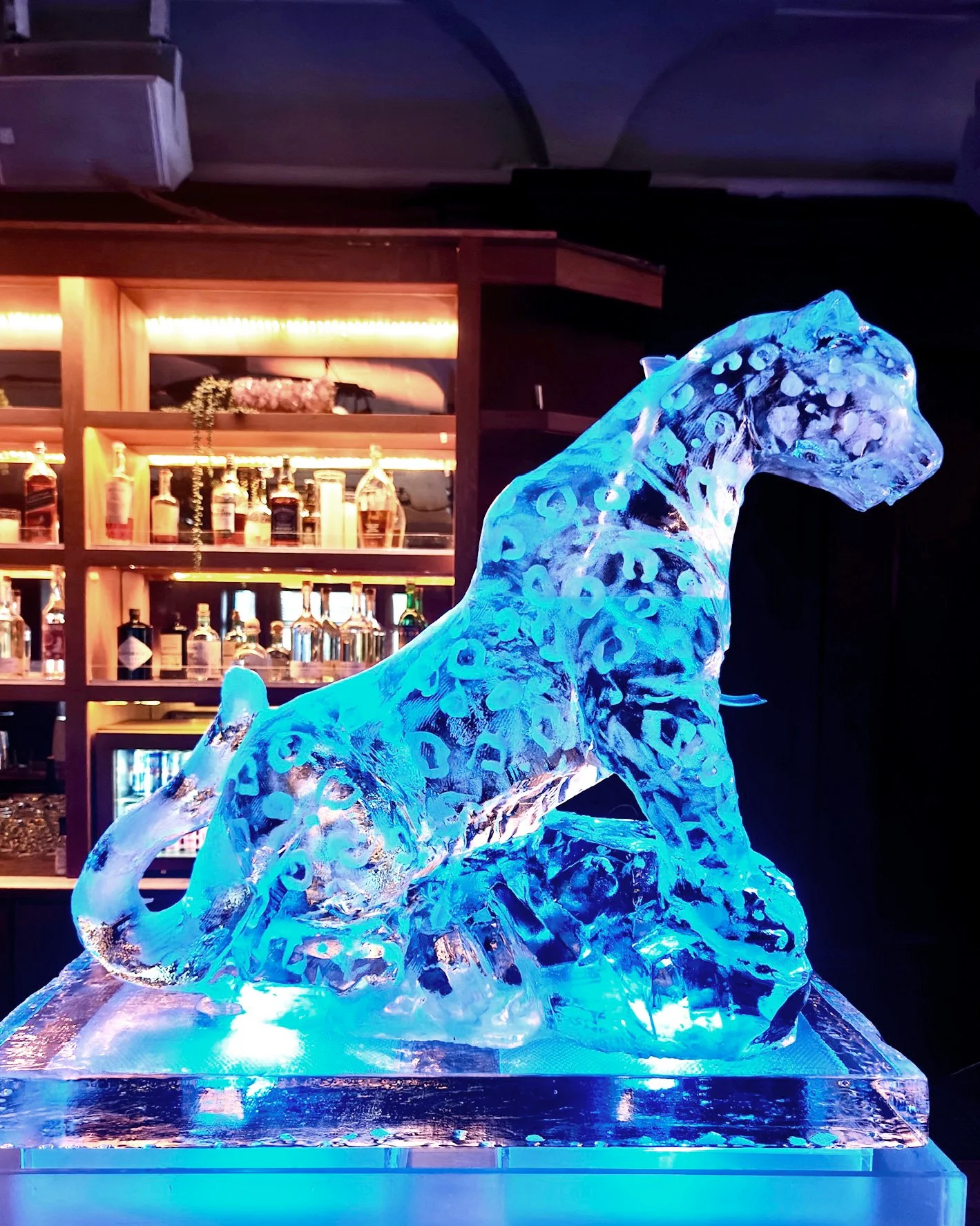092426-leopard-jaguar-luge.jpg