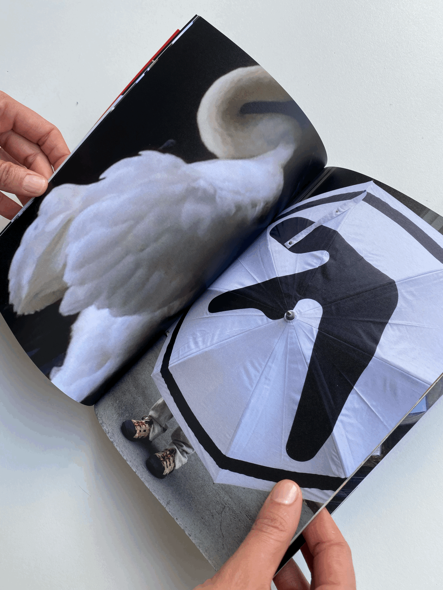 tempImageJXfoah (1).gif