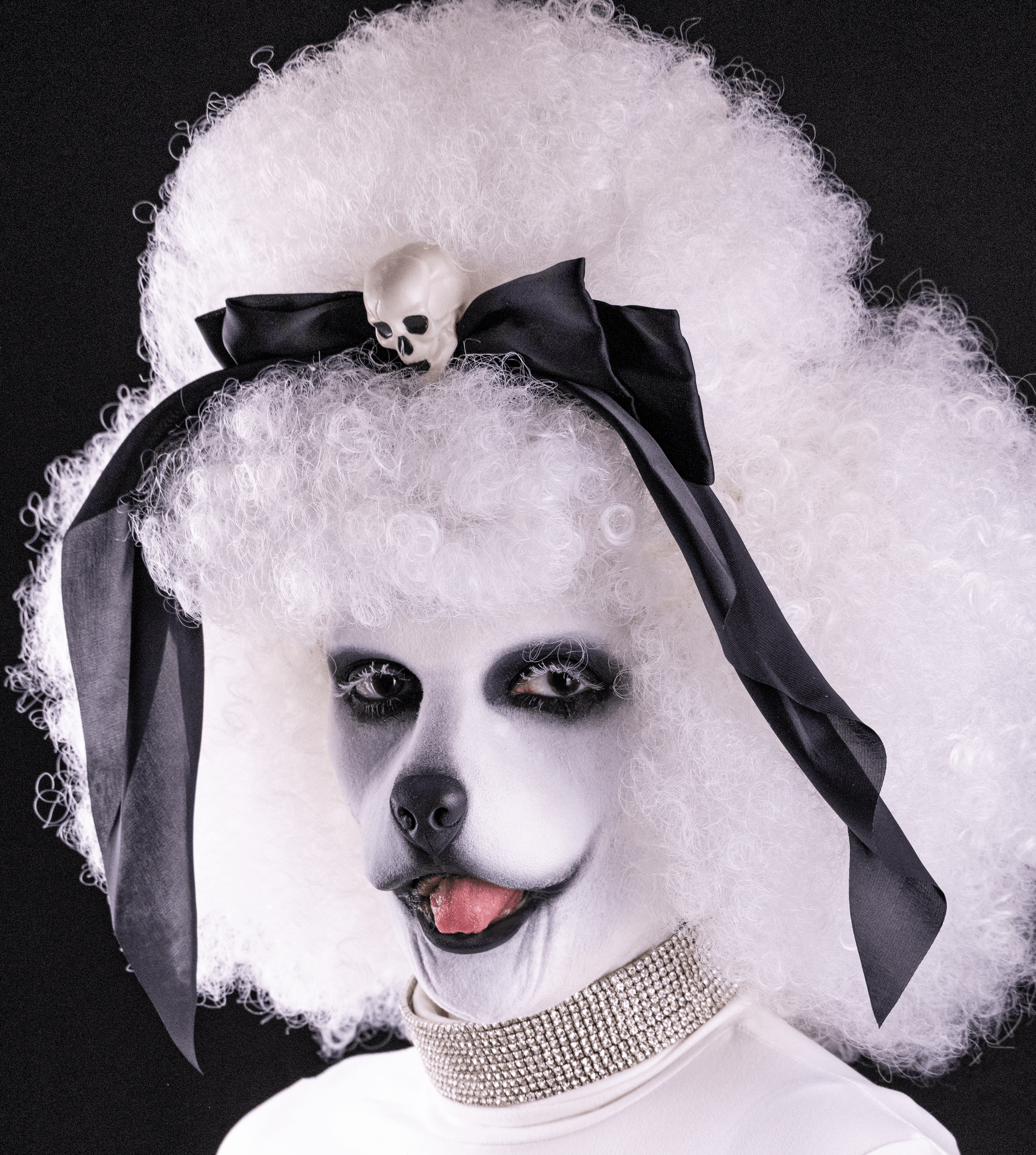poodle_edit 2 (1).png