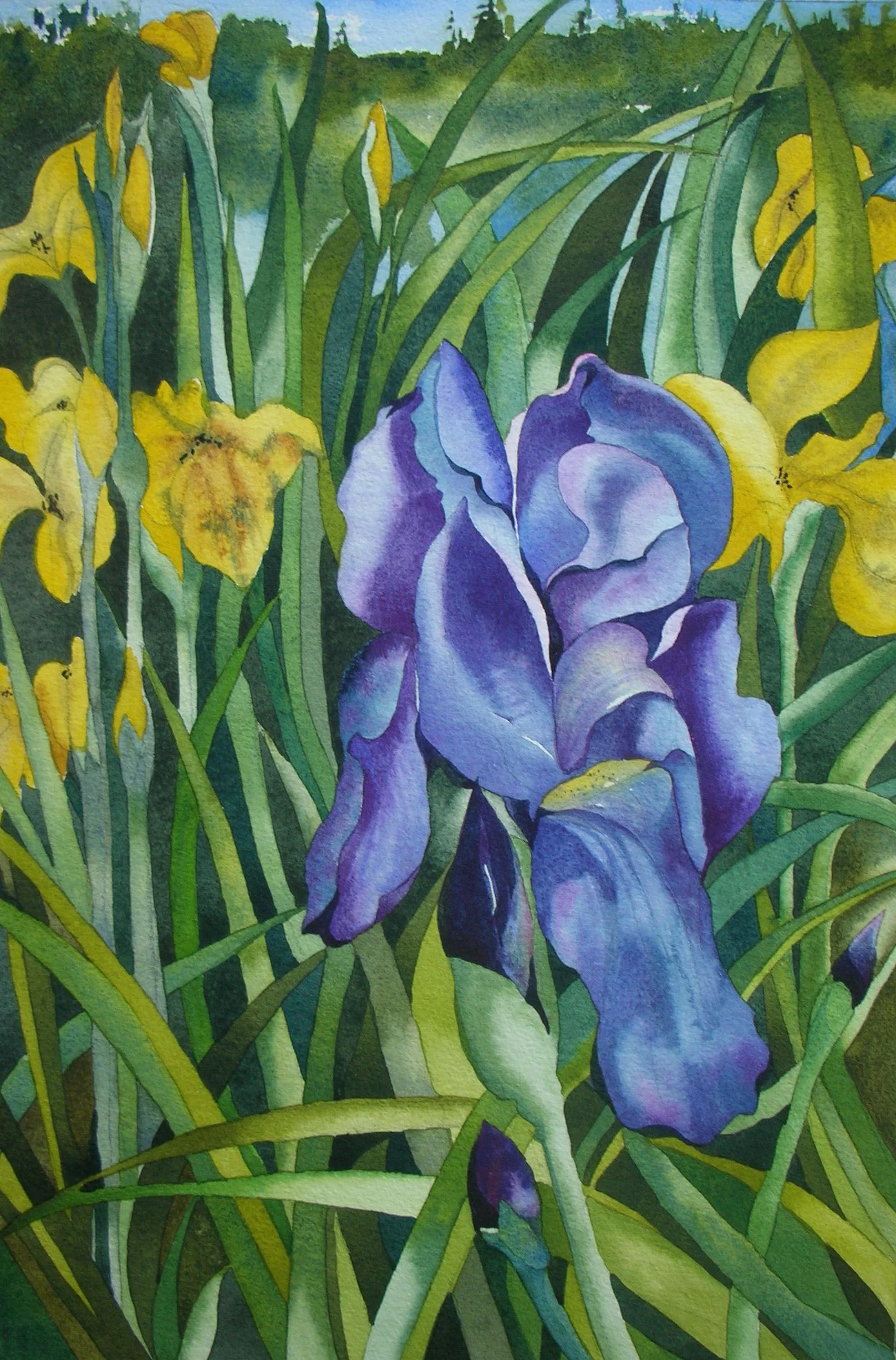 iris2.JPG