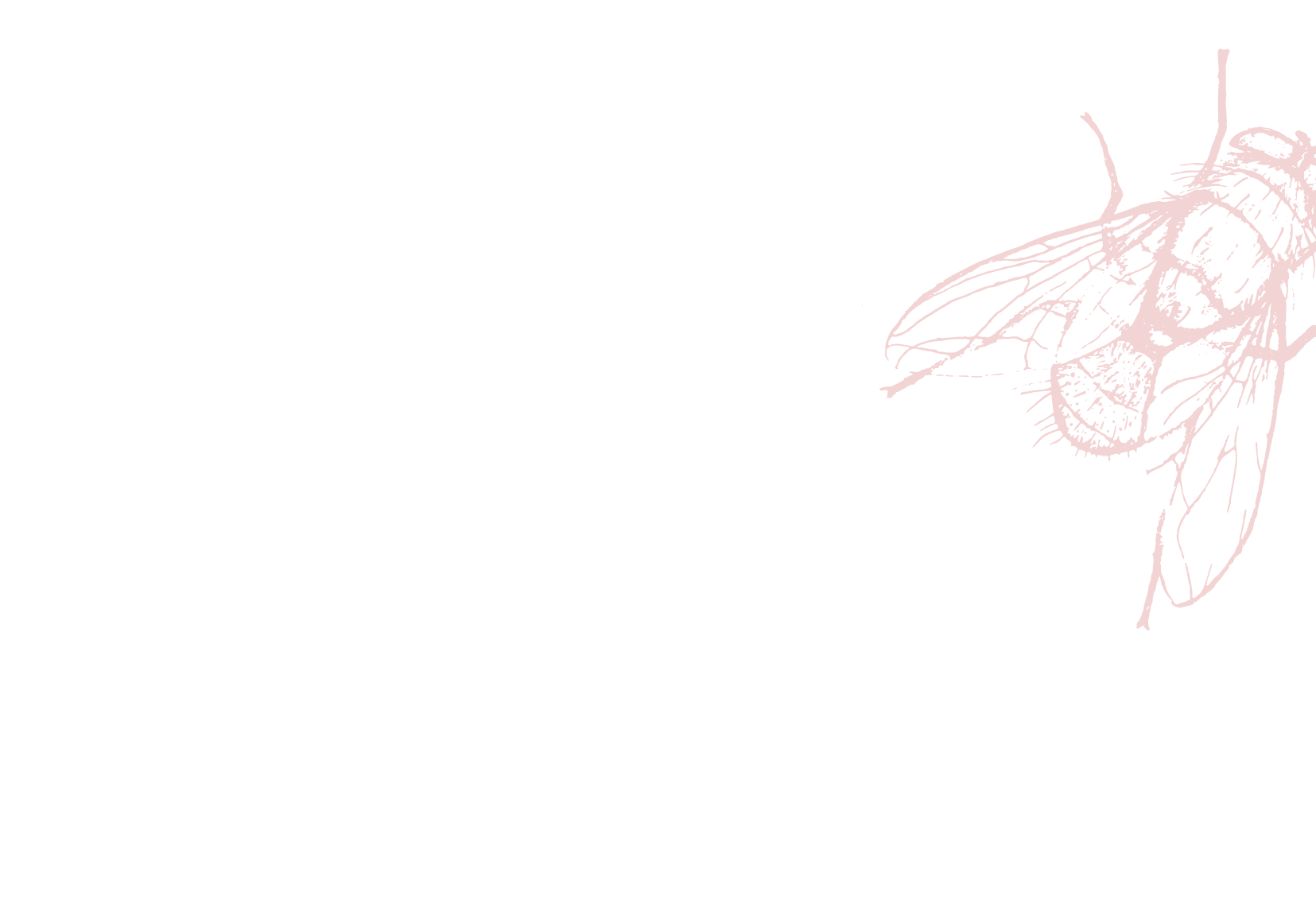 Saucefly-background-white-01.png