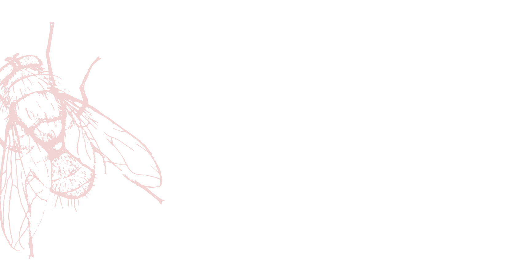 Saucefly-background-white2-01.png