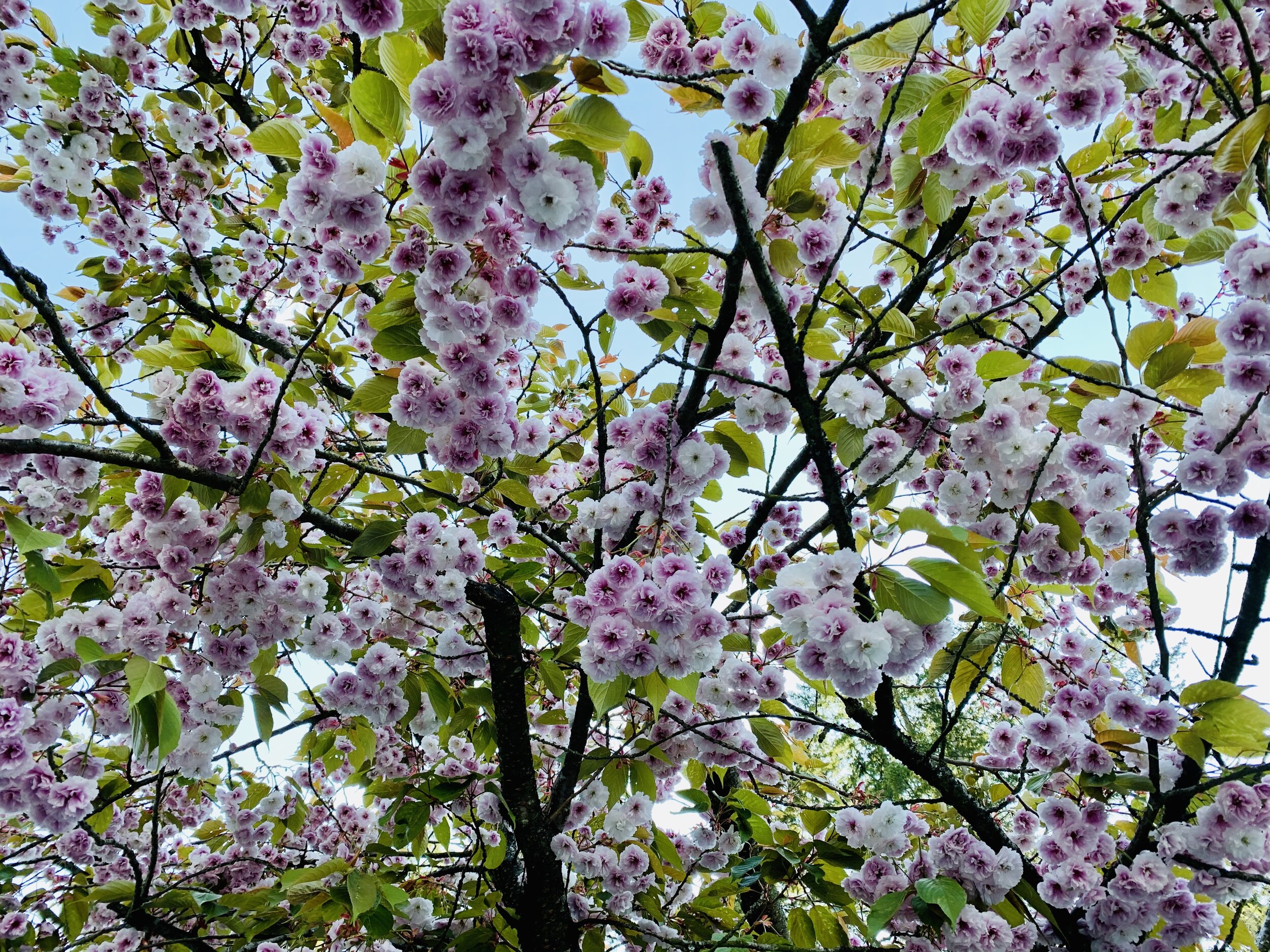 The Covid and the Odyssey #2