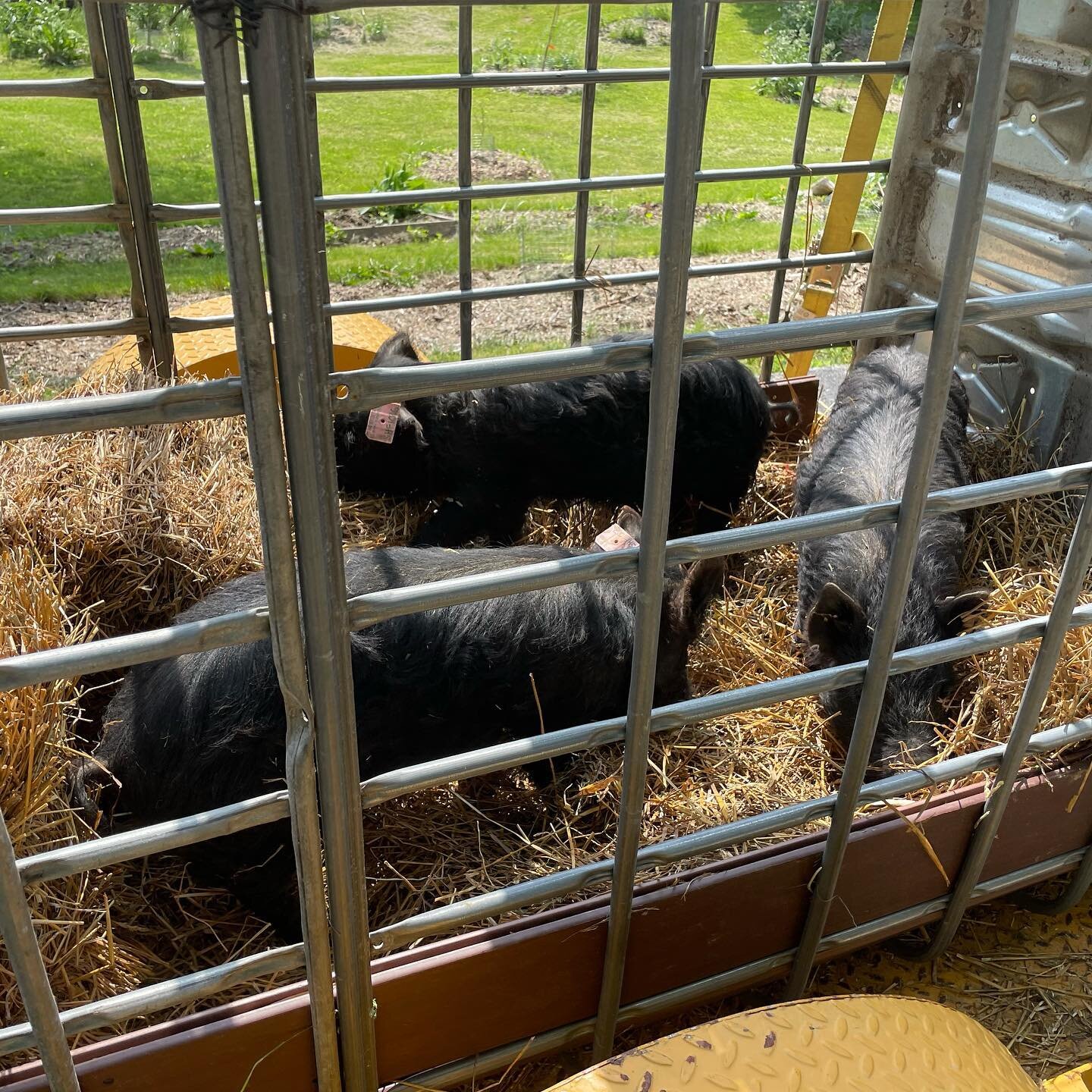 Well, the heard just got a little smaller, just in time to get a little bigger. We sent three girls out with a great family today. Camille is still holding on to her babies, but refuses to leave the relief of her kiddie pool on these hot days. Piglet