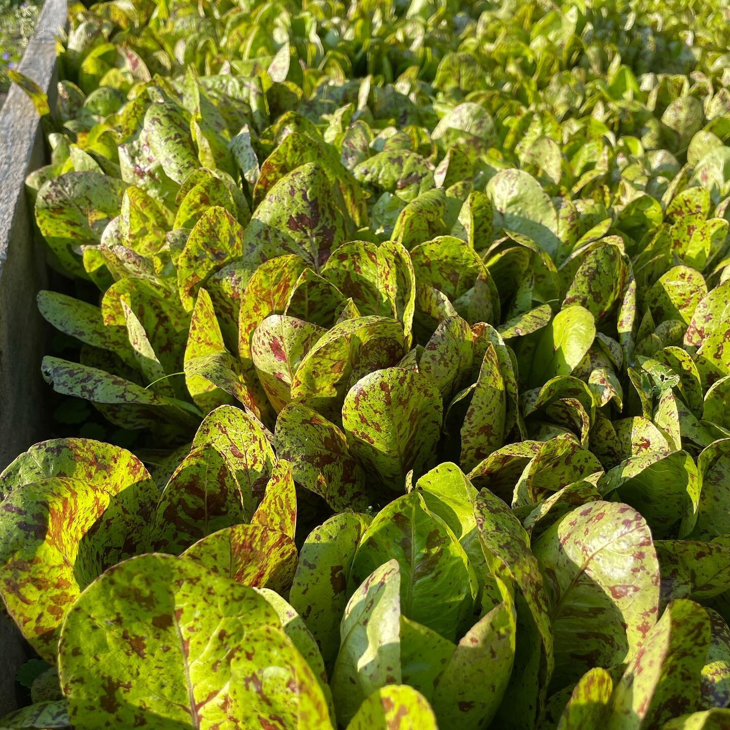 A sea of flashy trout back lettuce. Getting real close to harvest, who needs to make a salad...