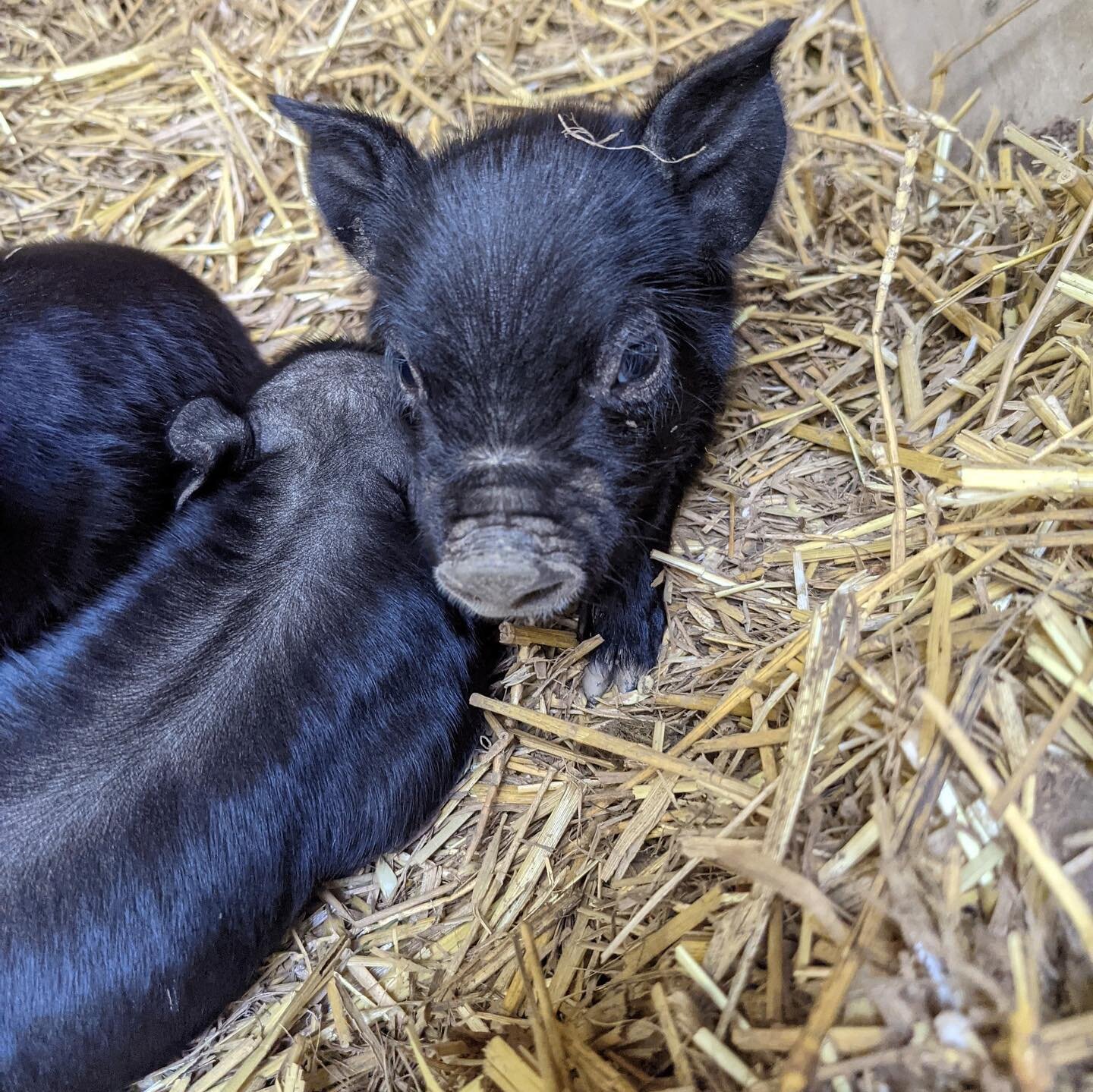 We&rsquo;re going to apologize in advance for all the piglet pictures we are going to flood your feed with over the coming few weeks. Enjoy! #AmericanGuineaHogs