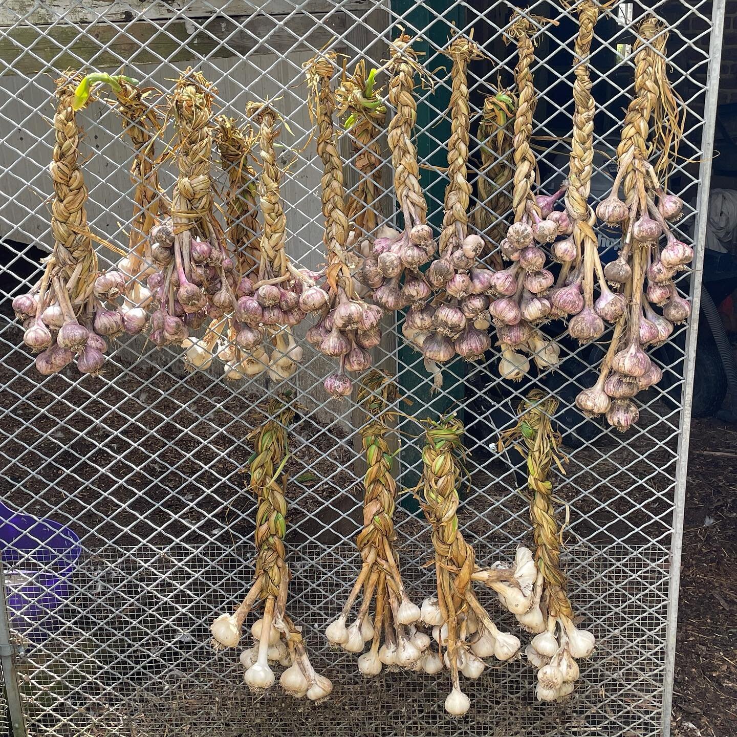 Braided up the garlic today. A large portion will go towards expanding our garlic crop for next year, but we will have a few braids available for purchase after they finish drying some more.
