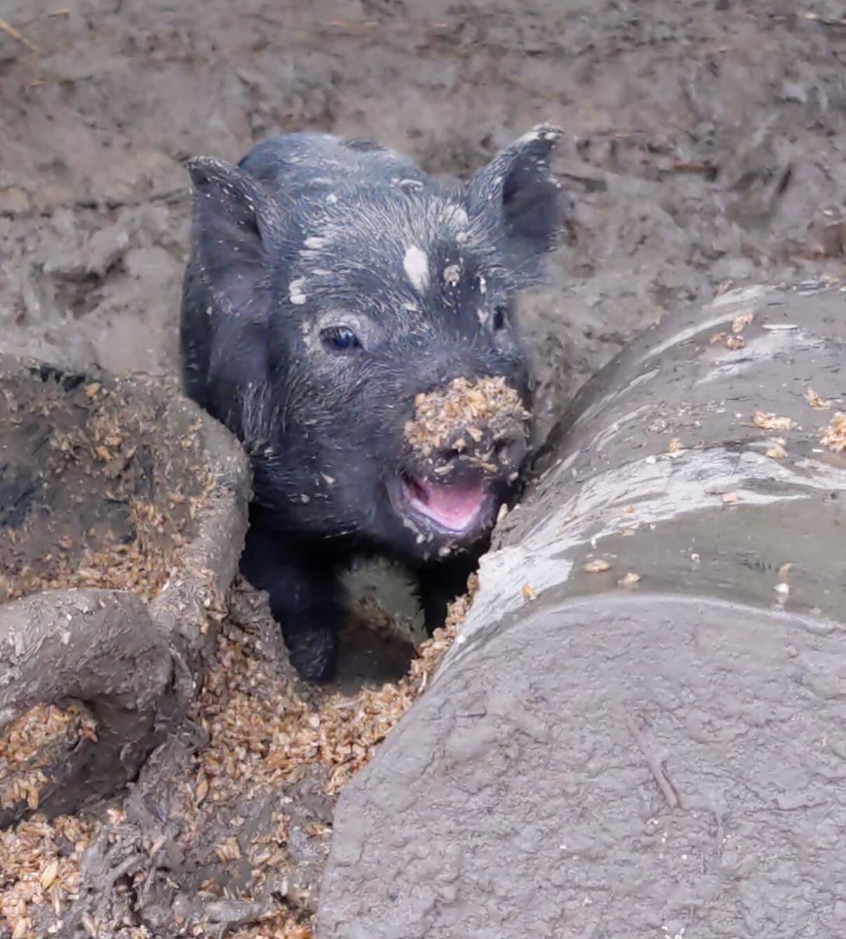 The reaction you get from the piglets when you bring home spent grain from work. #AmericanGuineaHogs #reuse #repurpose